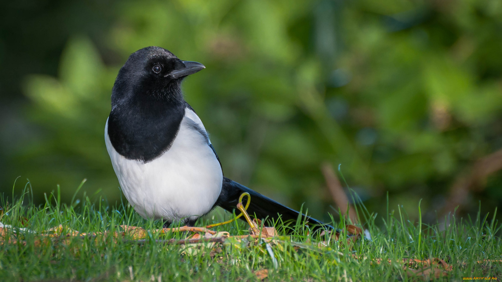 животные, птицы, сорока