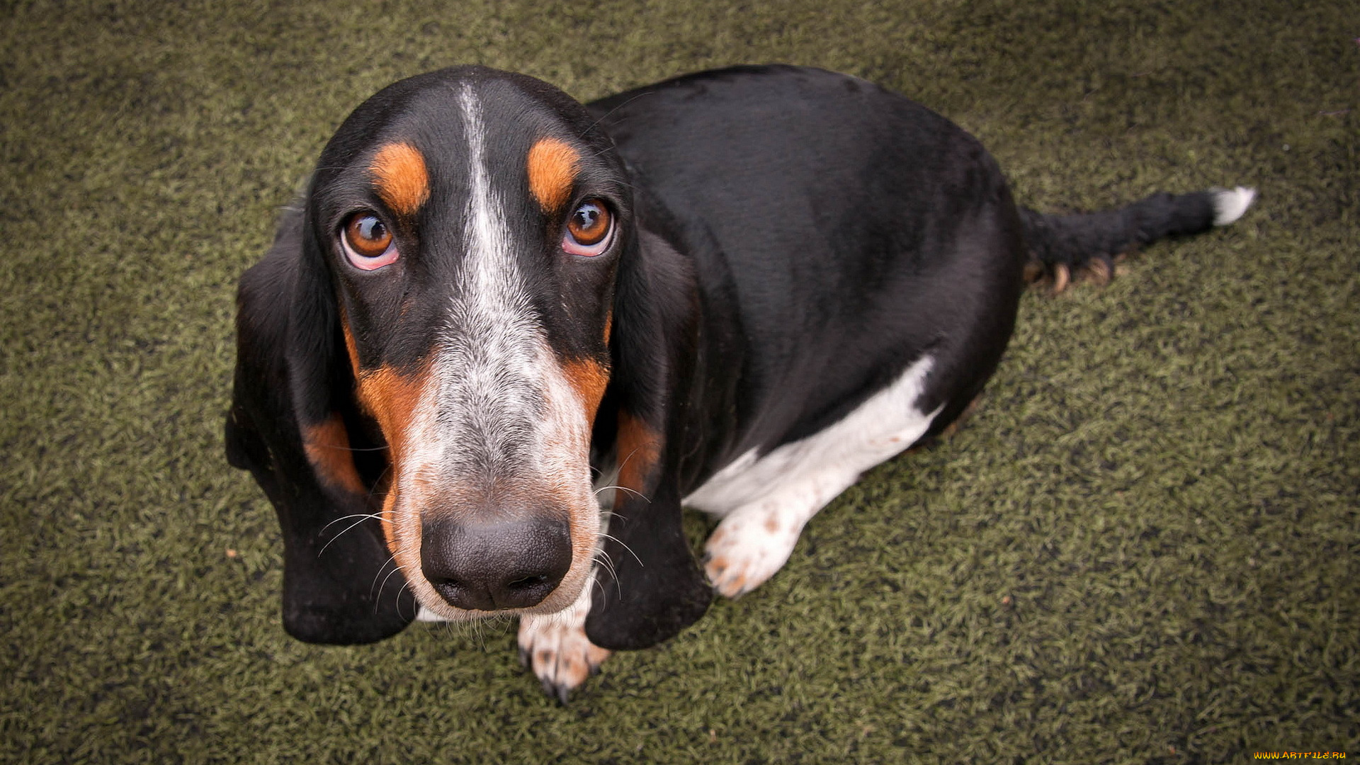 животные, собаки, взгляд, друг, собака, basset