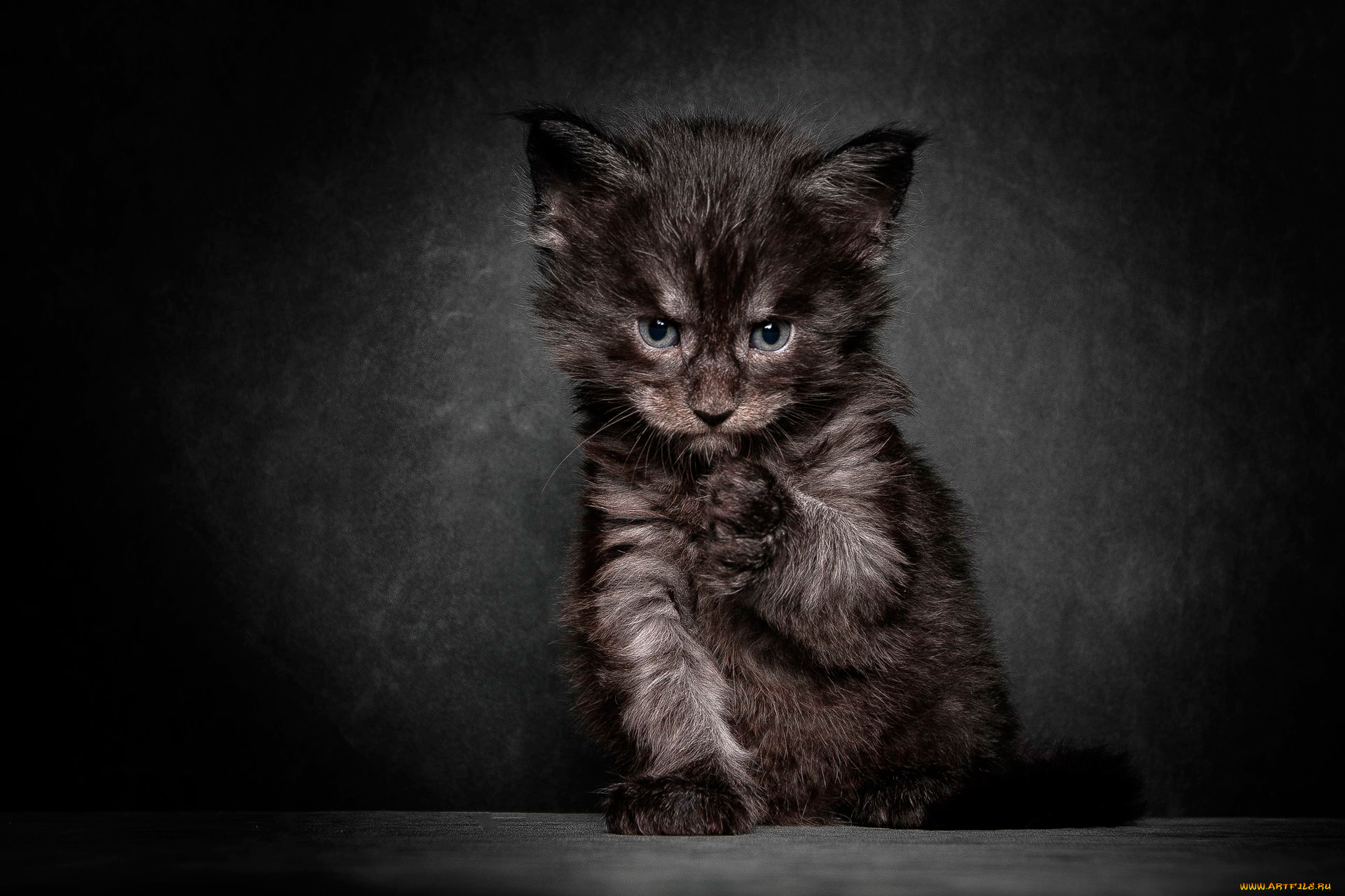 животные, коты, фон, мордочка, котёнок