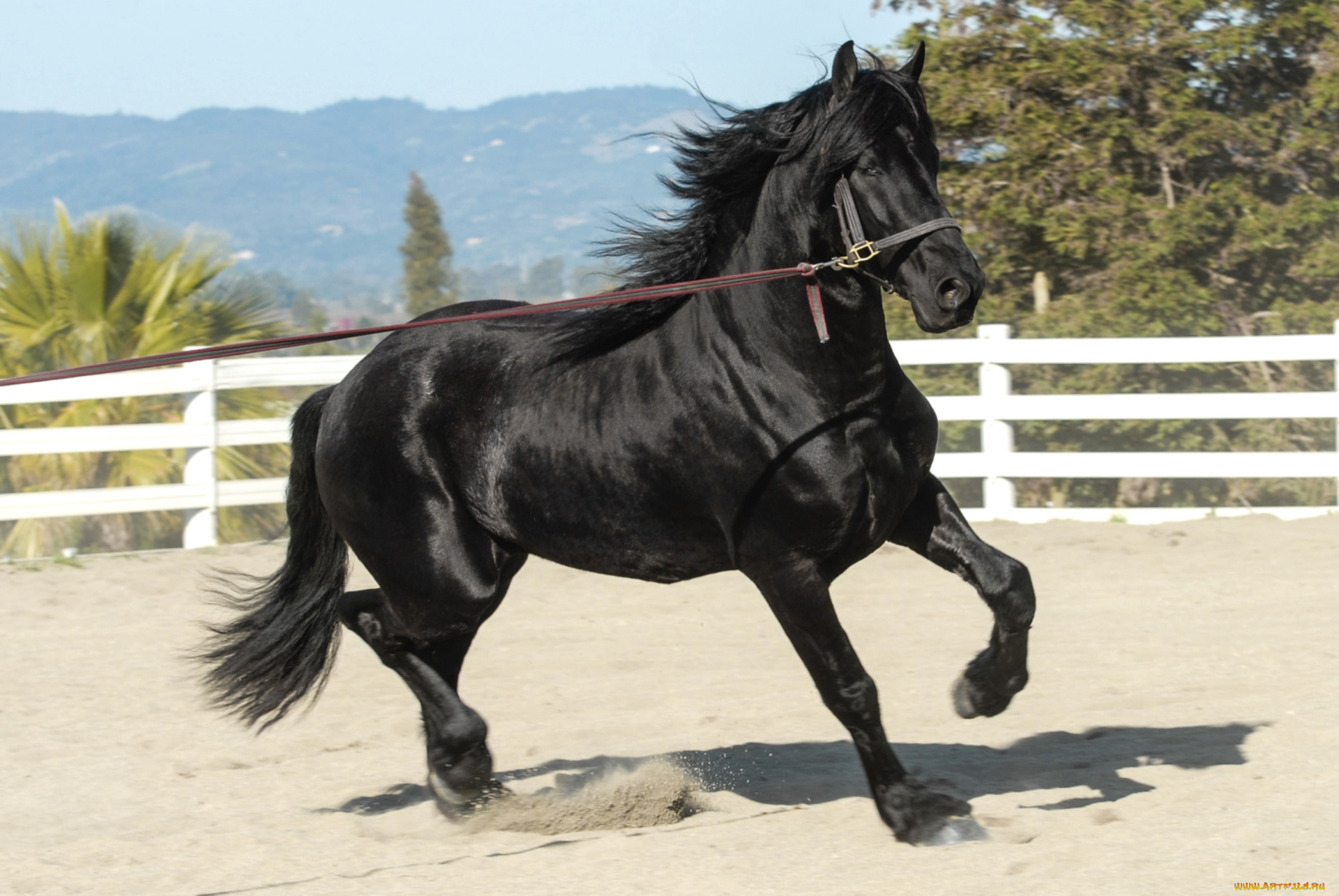 животные, лошади, красавец