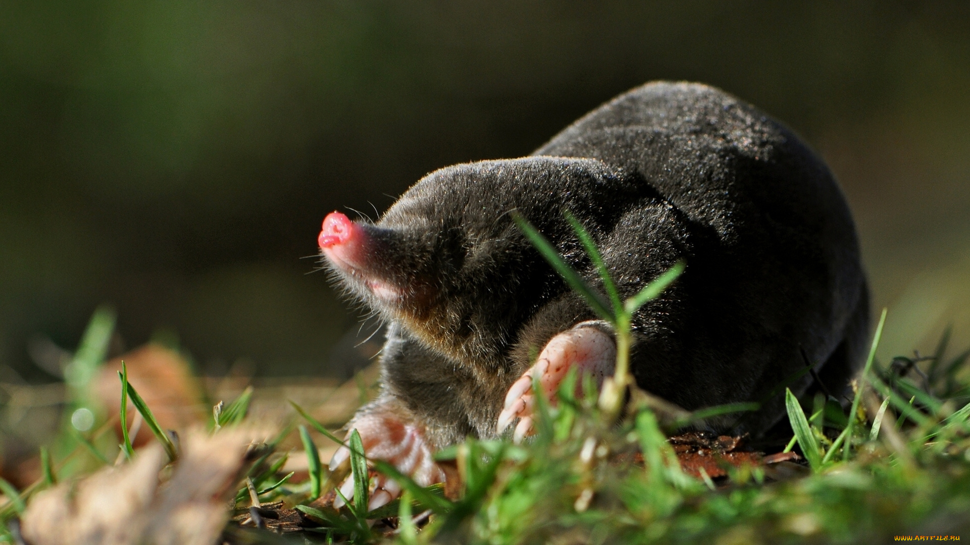 животные, -, другое, трава, крот