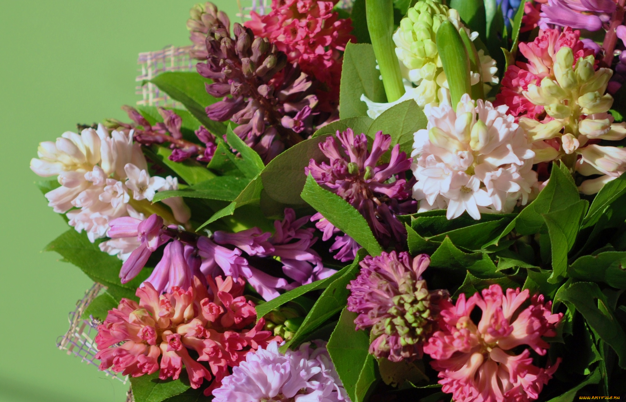 цветы, гиацинты, разноцветный