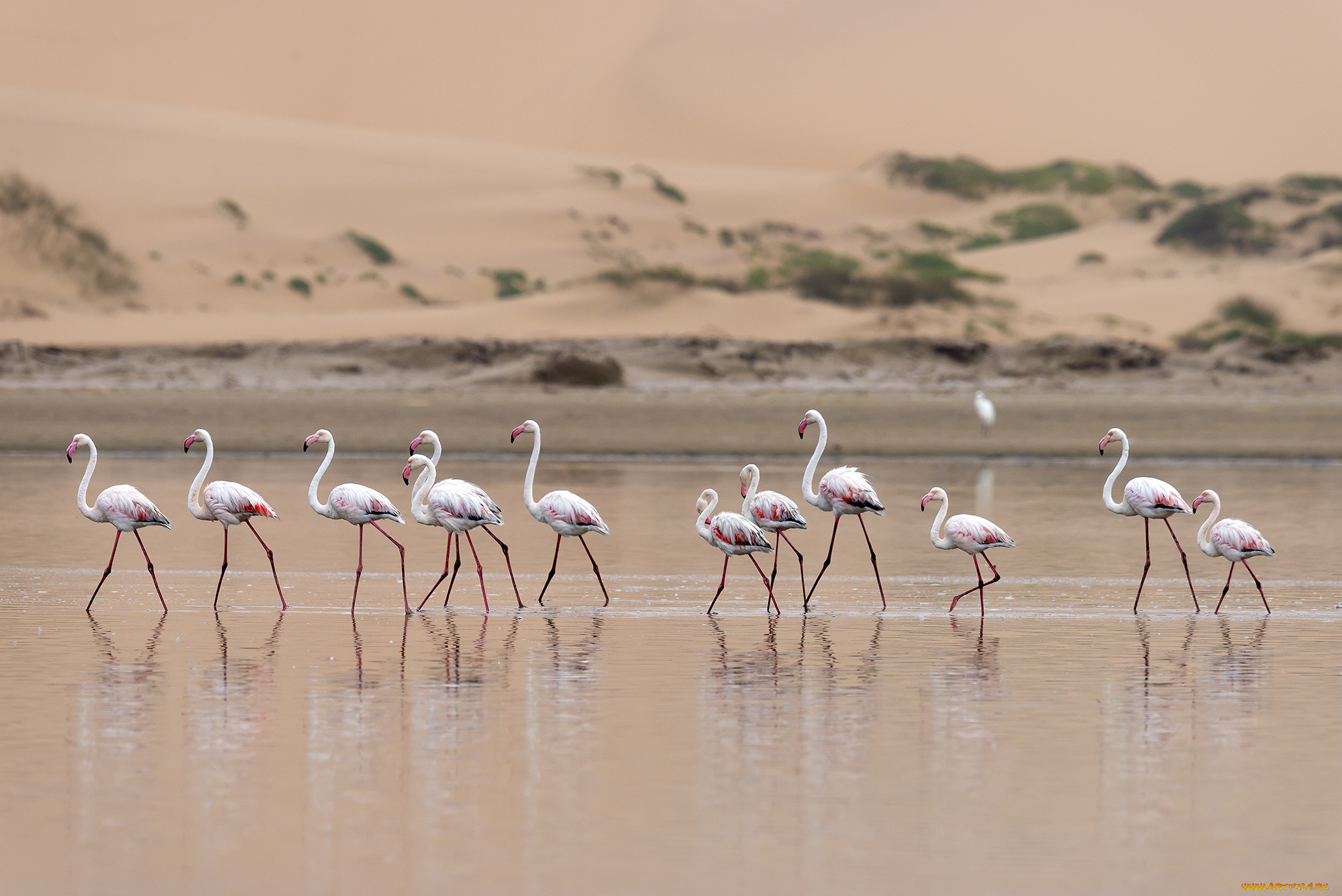 животные, фламинго, стая
