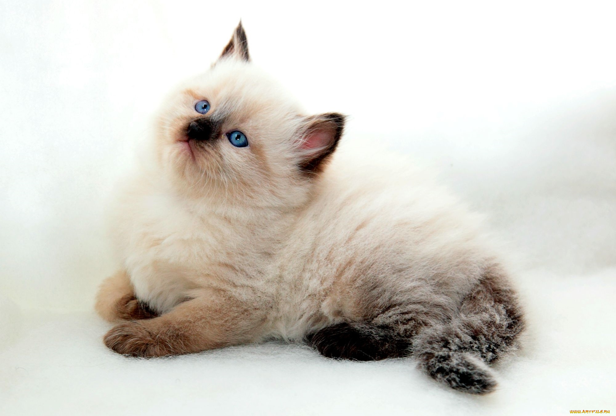 животные, коты, котейка