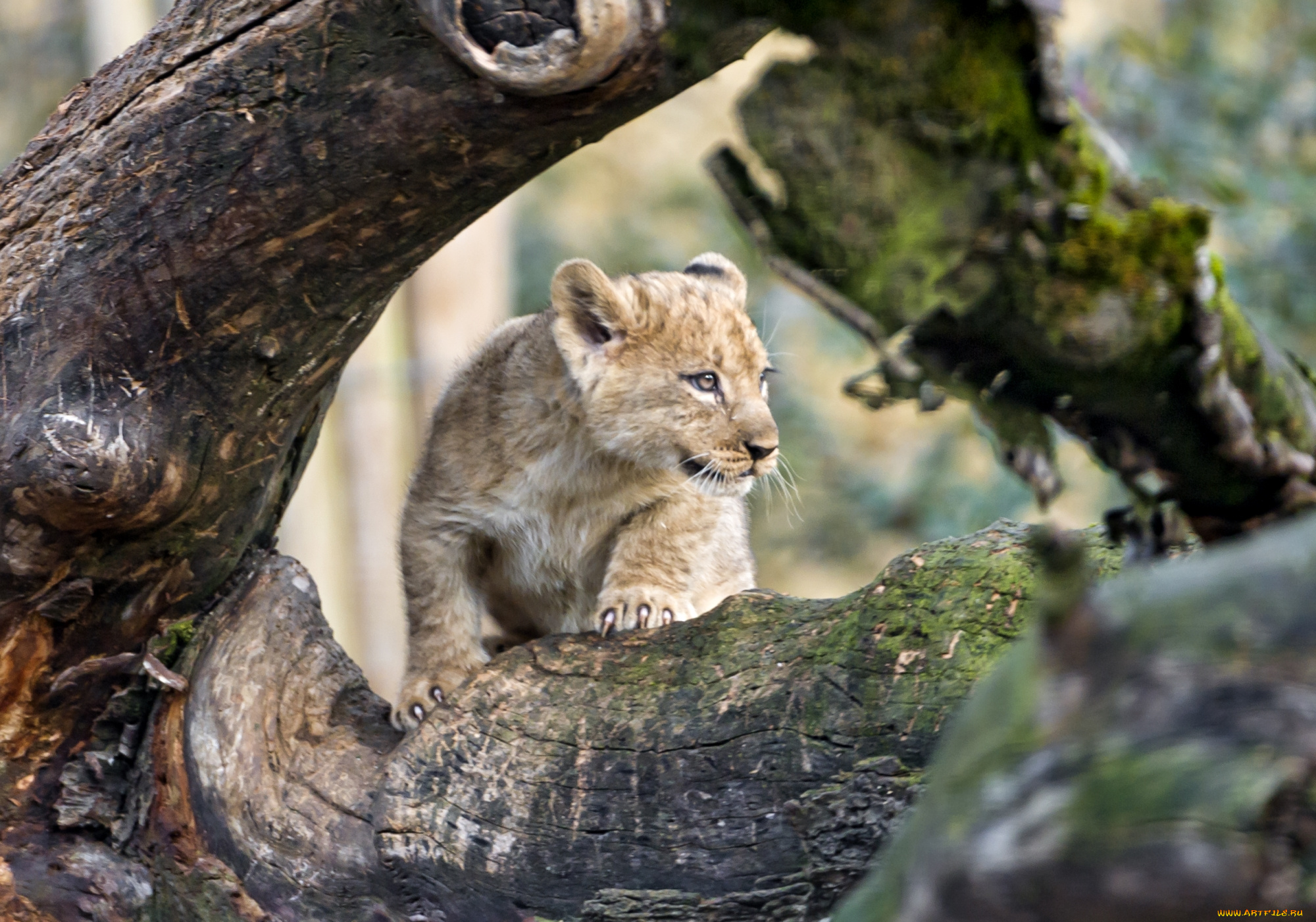 животные, львы, малыш