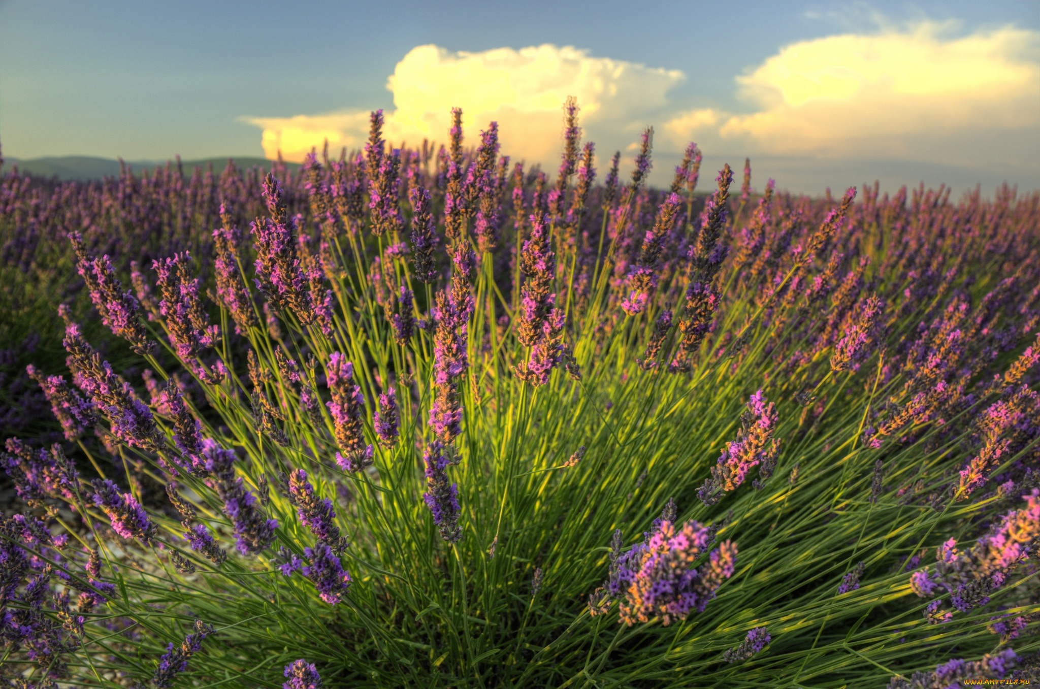 цветы, лаванда, лиловый