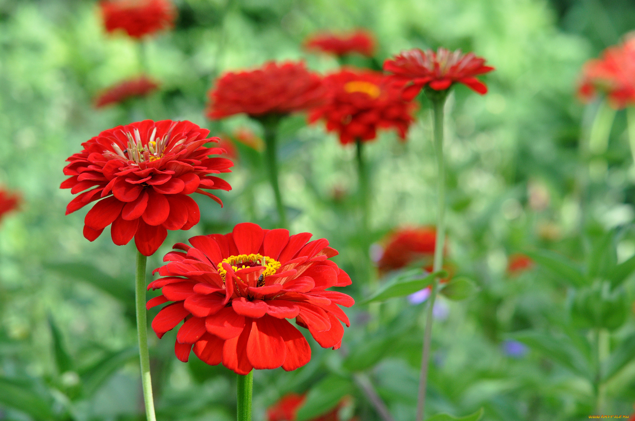 цветы, цинния, красный