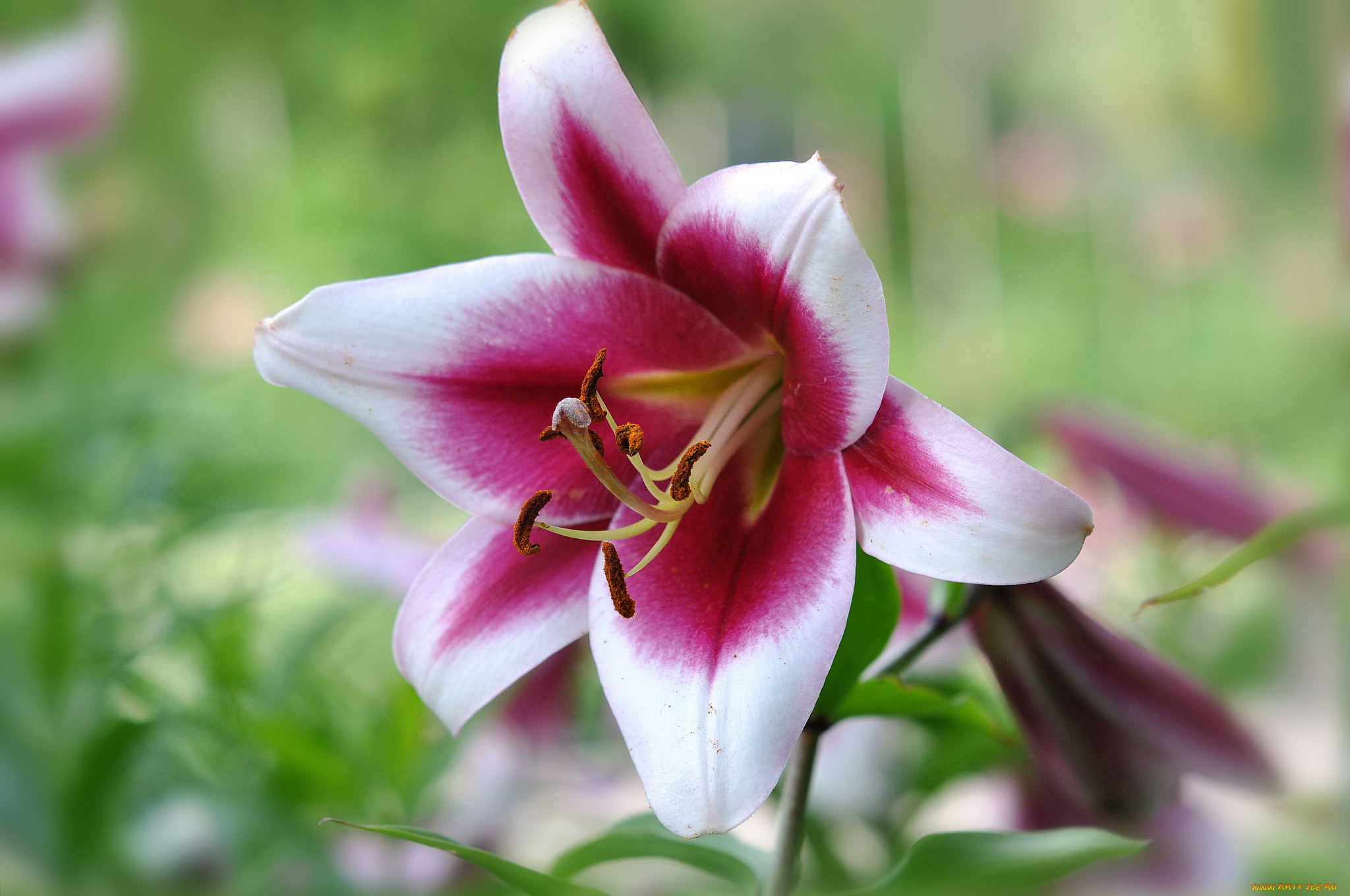 цветы, лилии, , лилейники, макро