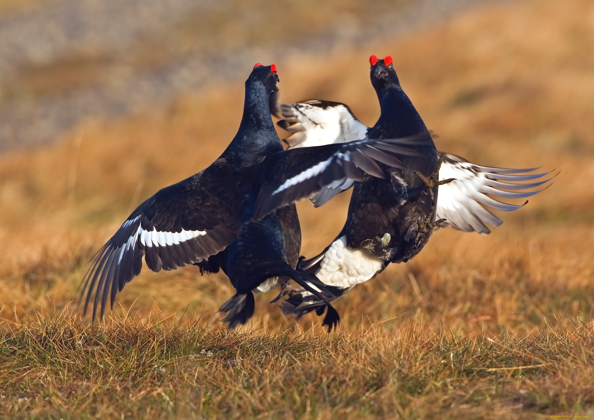 животные, глухари, , тетерева, , фазаны, бой