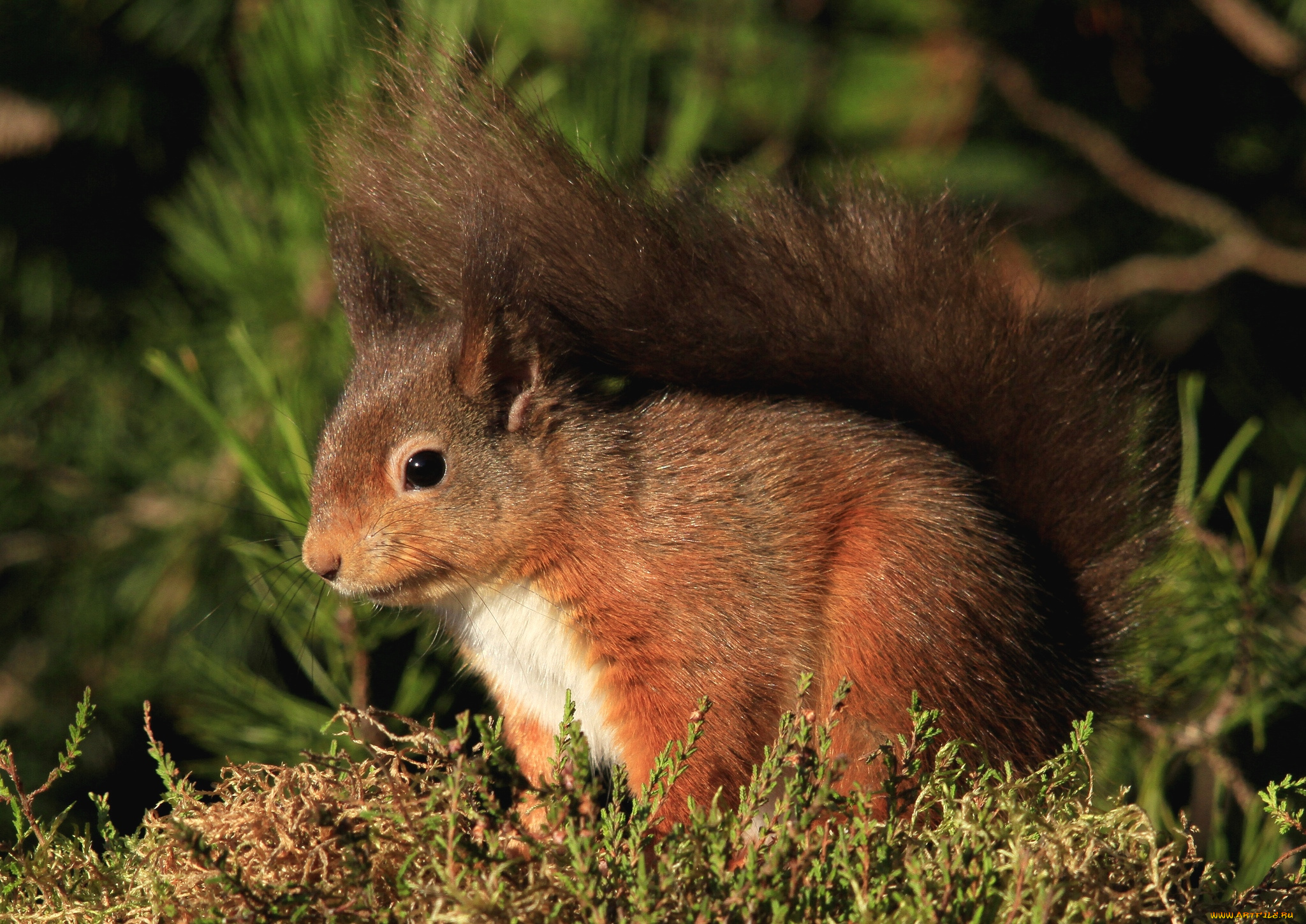 животные, белки, рыжик
