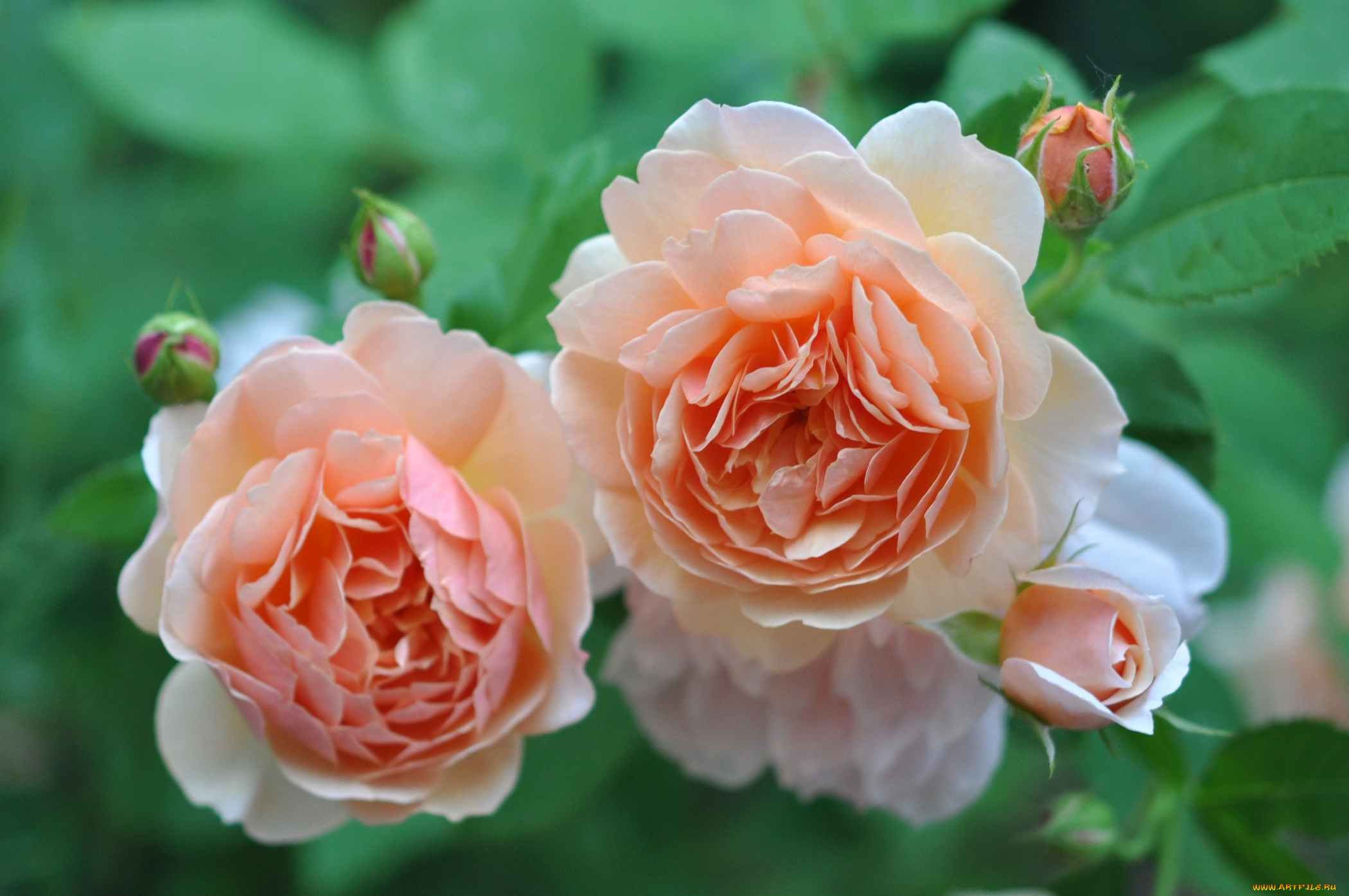 цветы, розы, кремовый