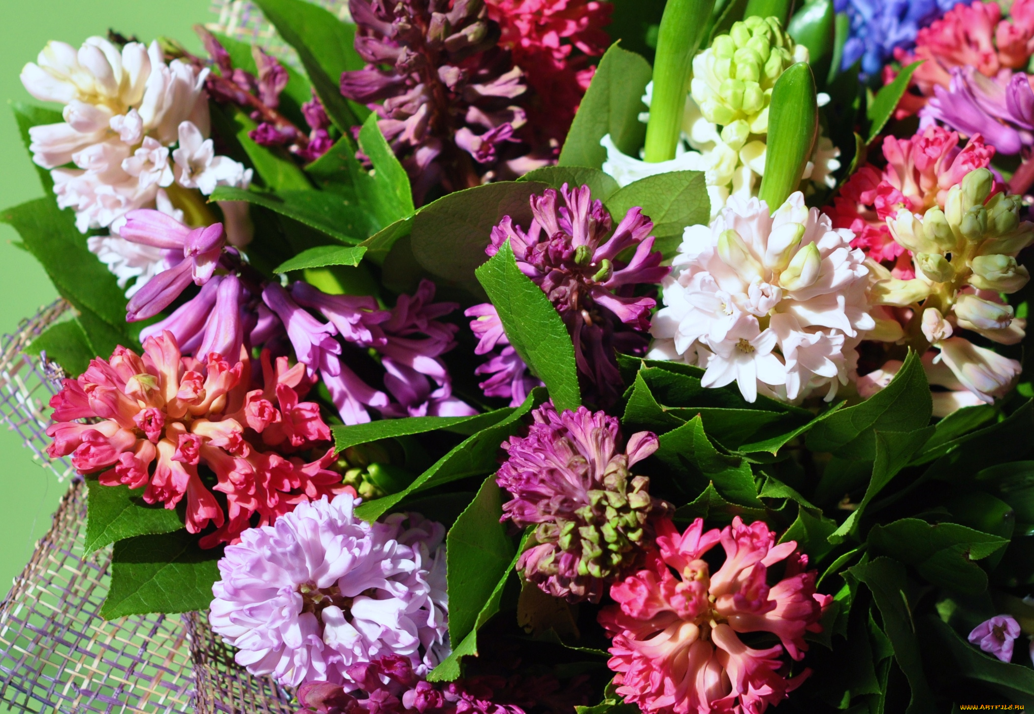 цветы, гиацинты, разноцветный