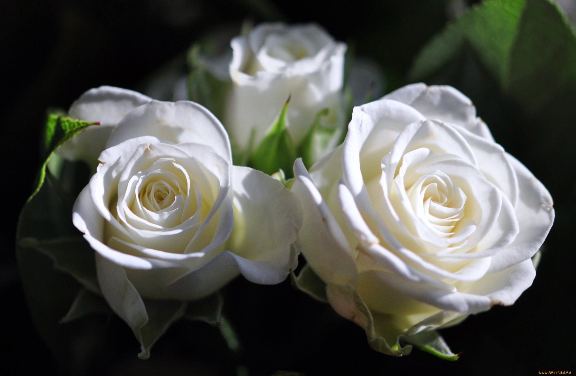 цветы, розы, белый