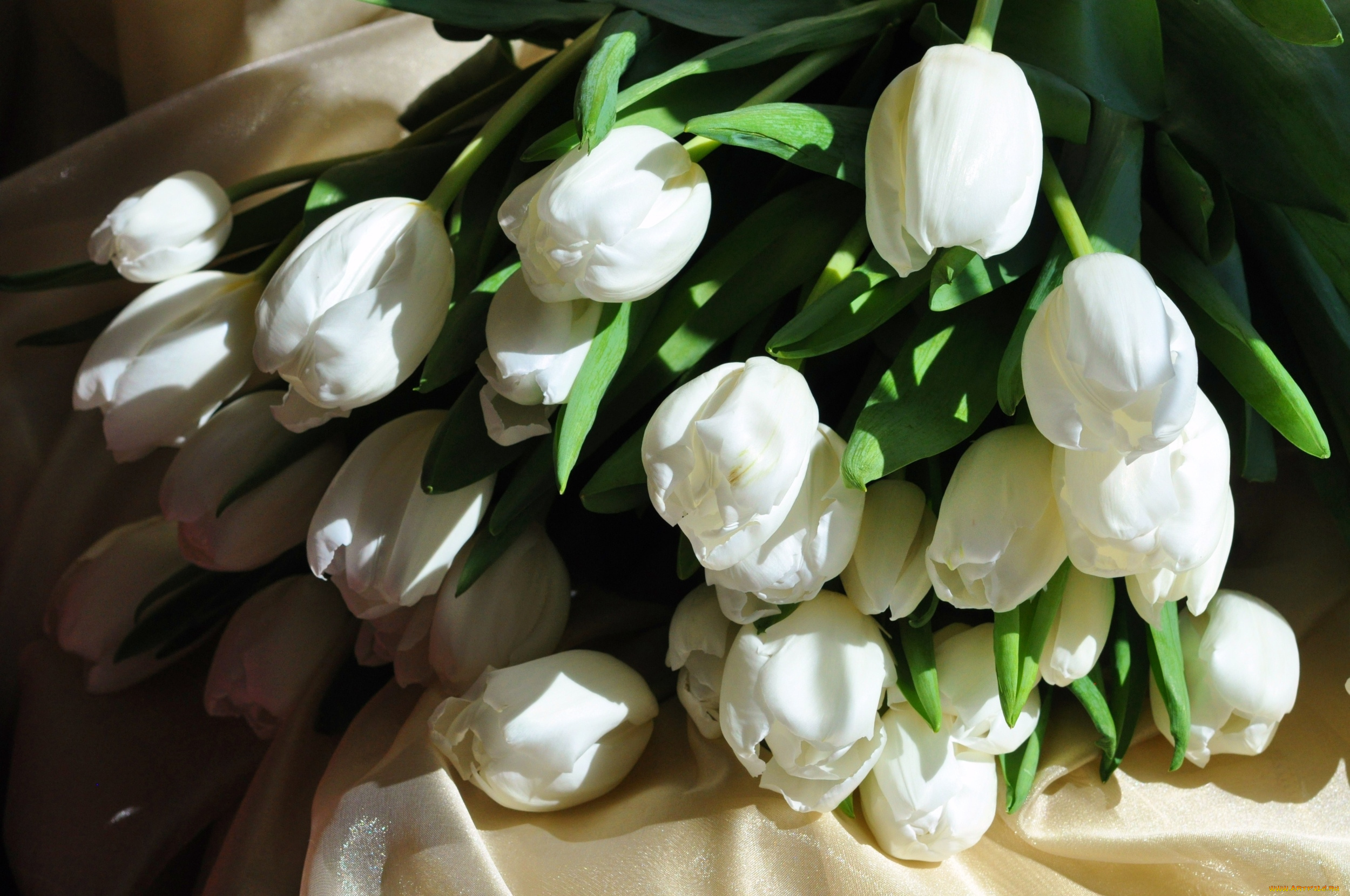 цветы, тюльпаны, белый