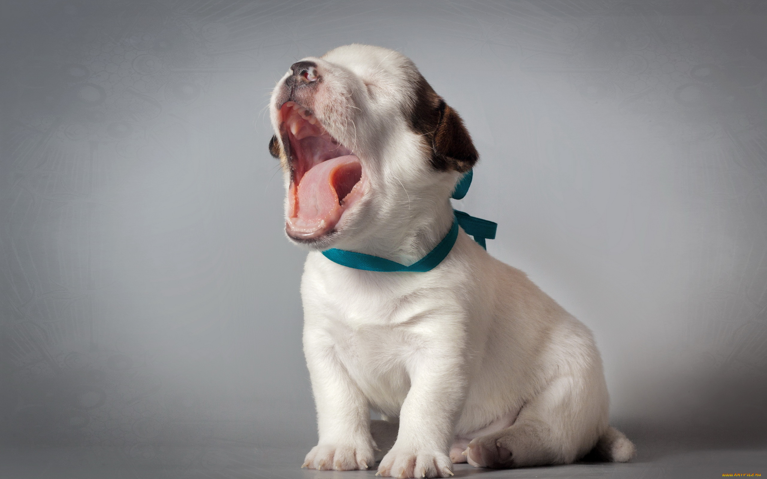 животные, собаки, фон, щенок