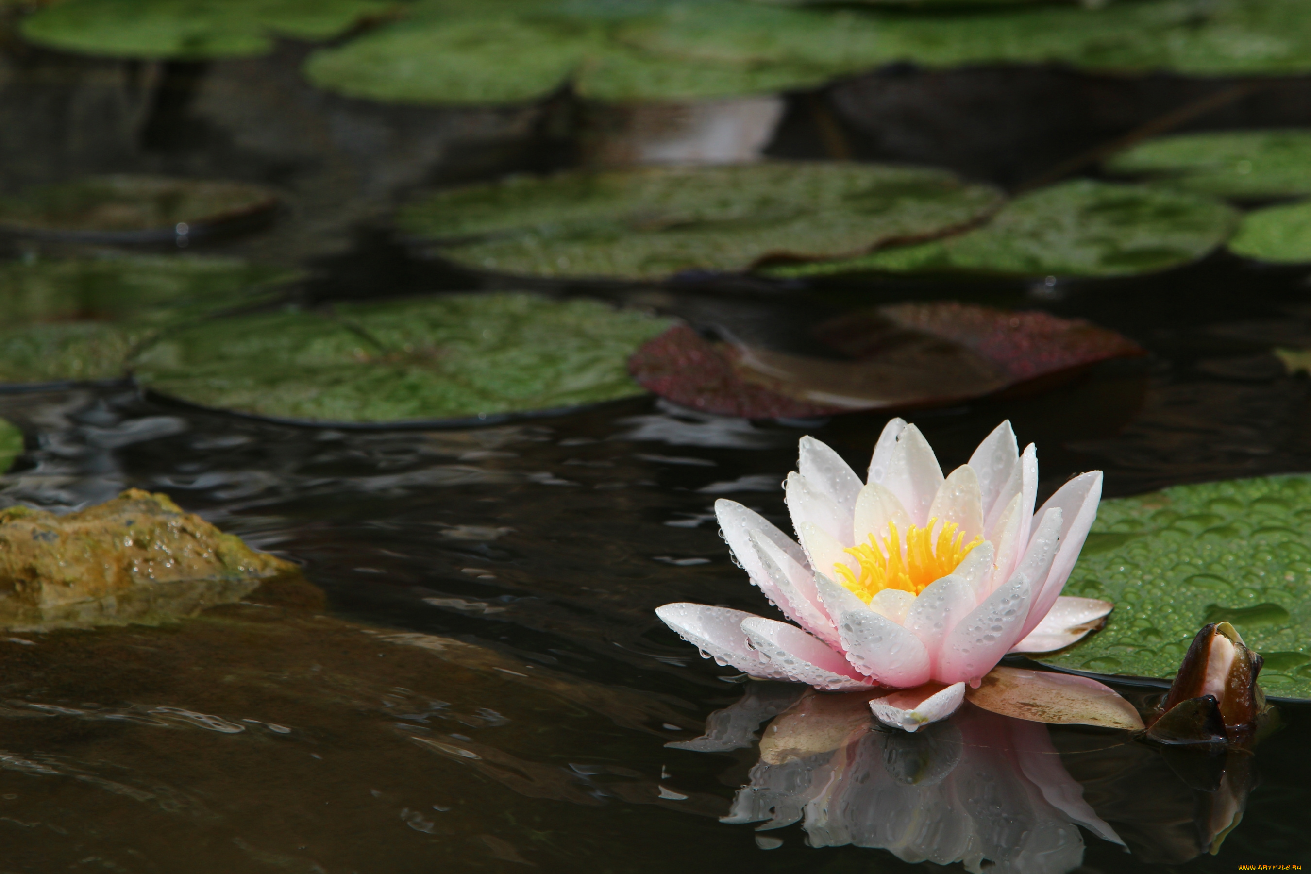 цветы, лилии, водяные, , нимфеи, , кувшинки, одиночество