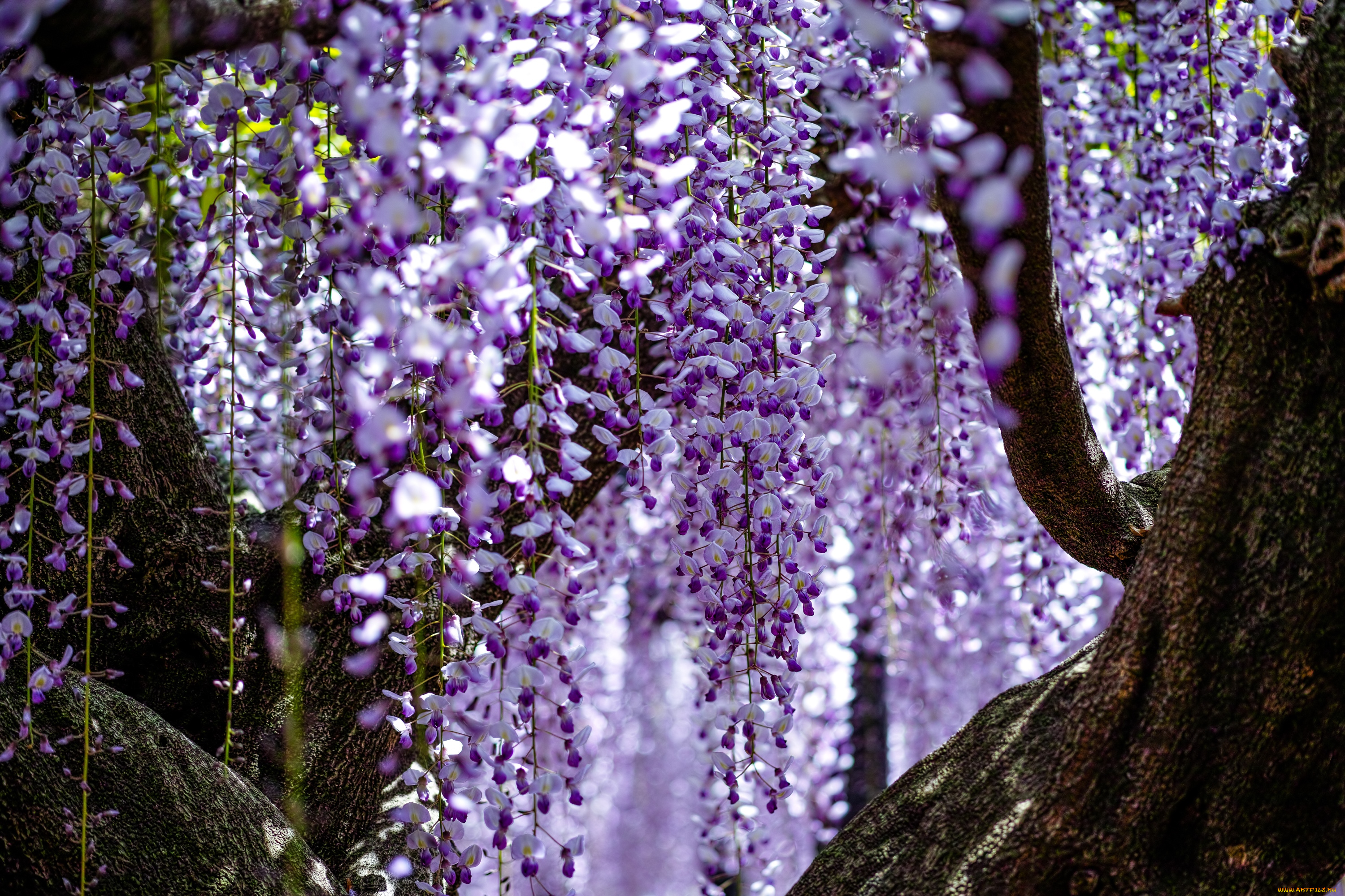 цветы, глициния, вистерия
