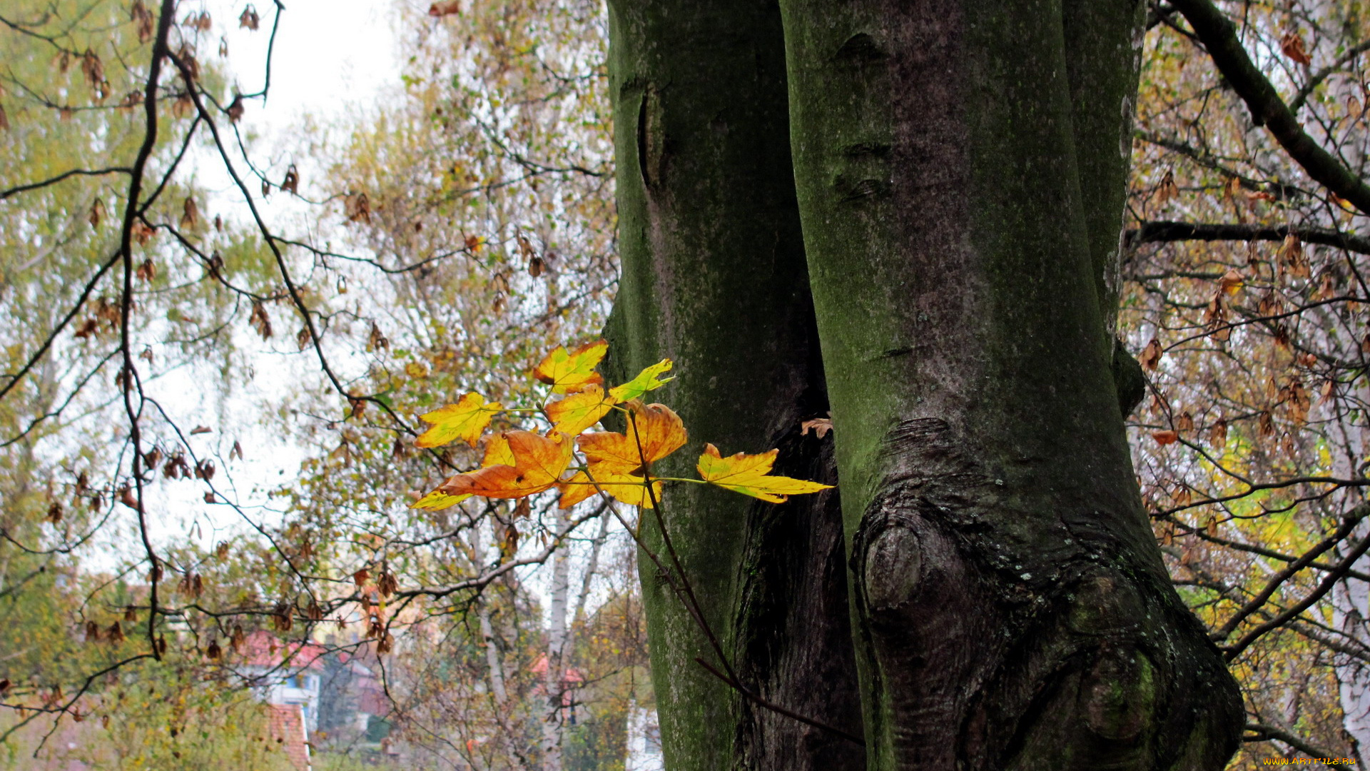 природа, деревья, ствол, осень
