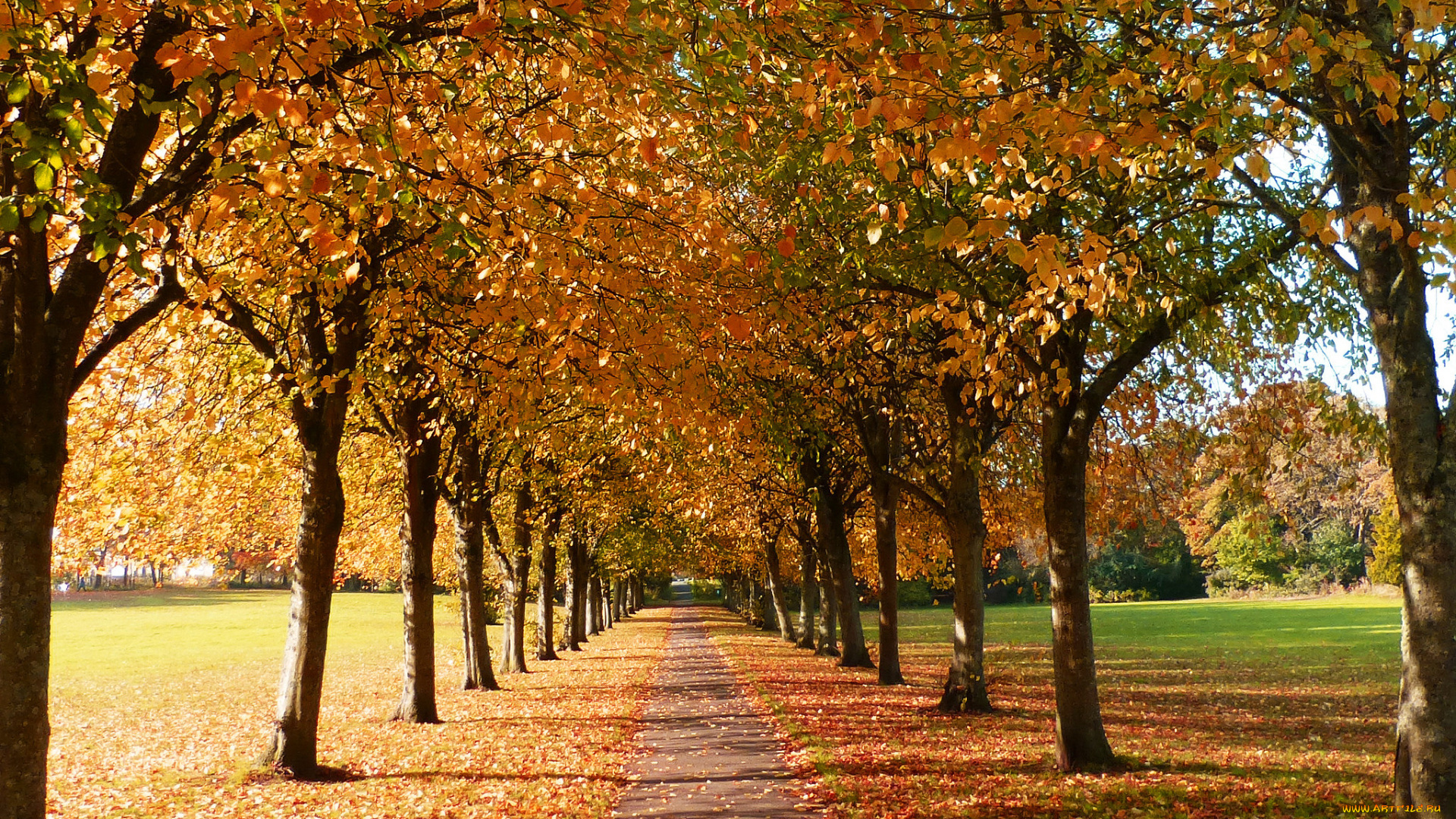 природа, дороги, аллея