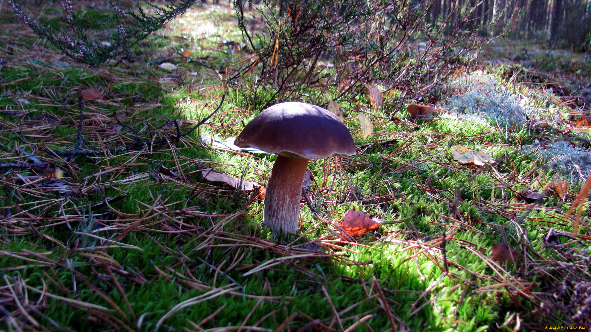 природа, грибы, боровик