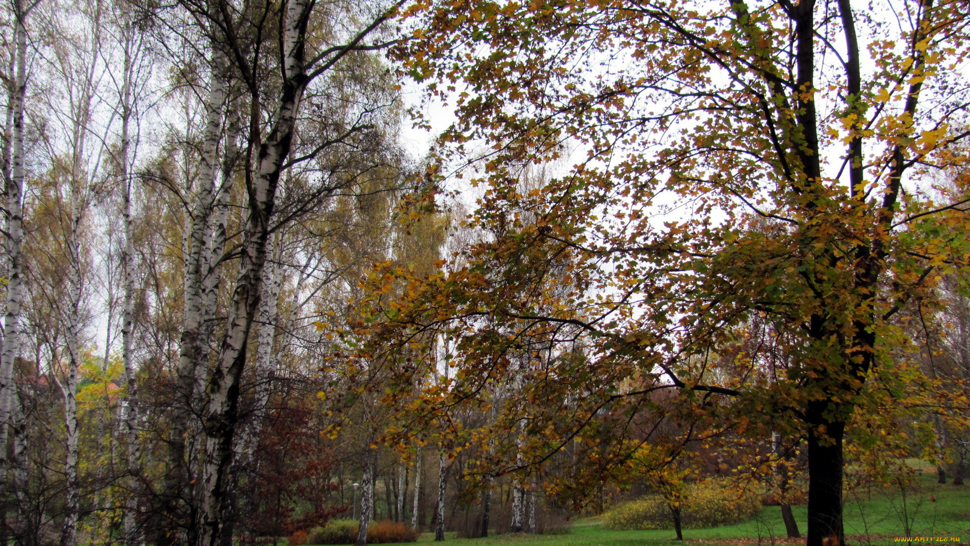 природа, лес, осень