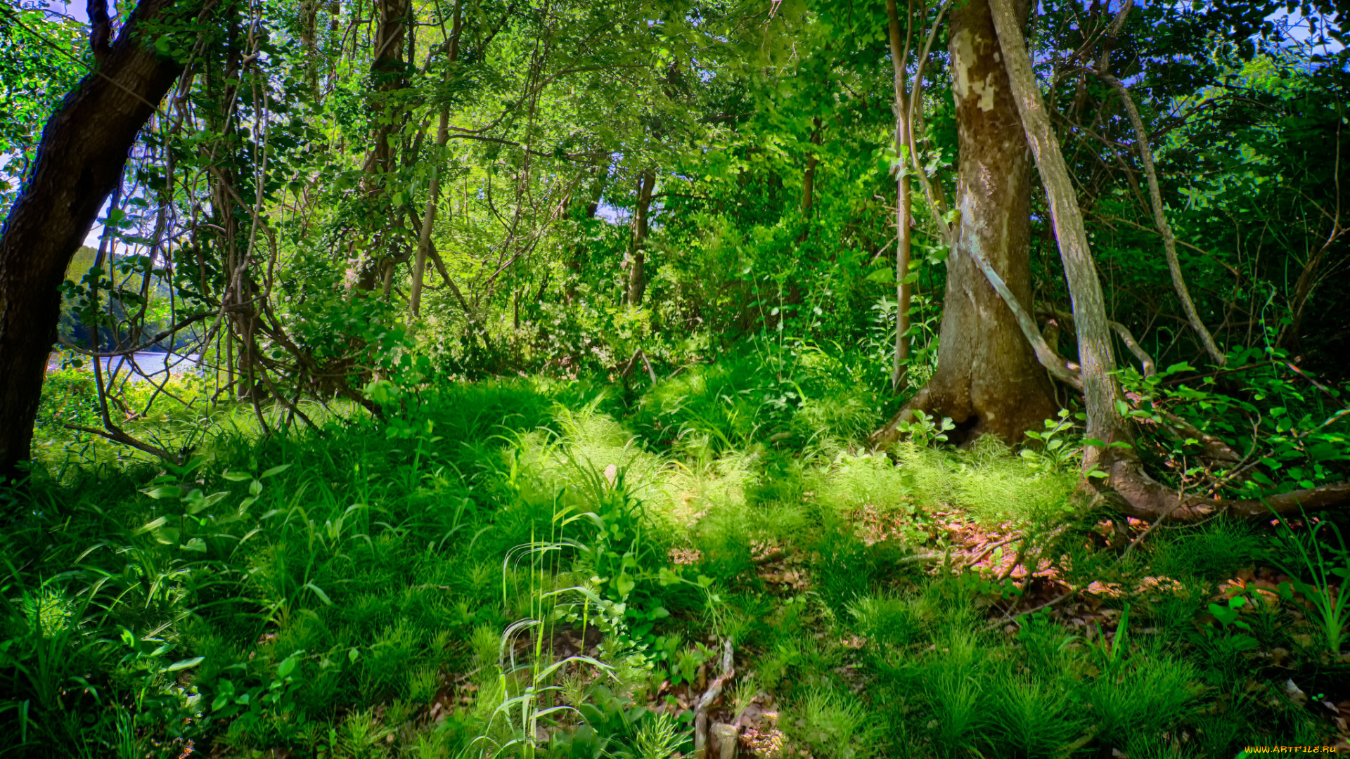 природа, лес, трава, деревья