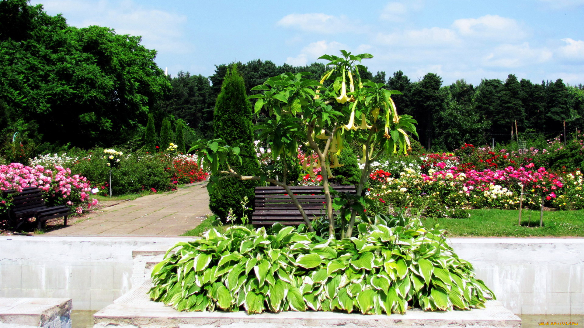 природа, парк, розарий, клумбы