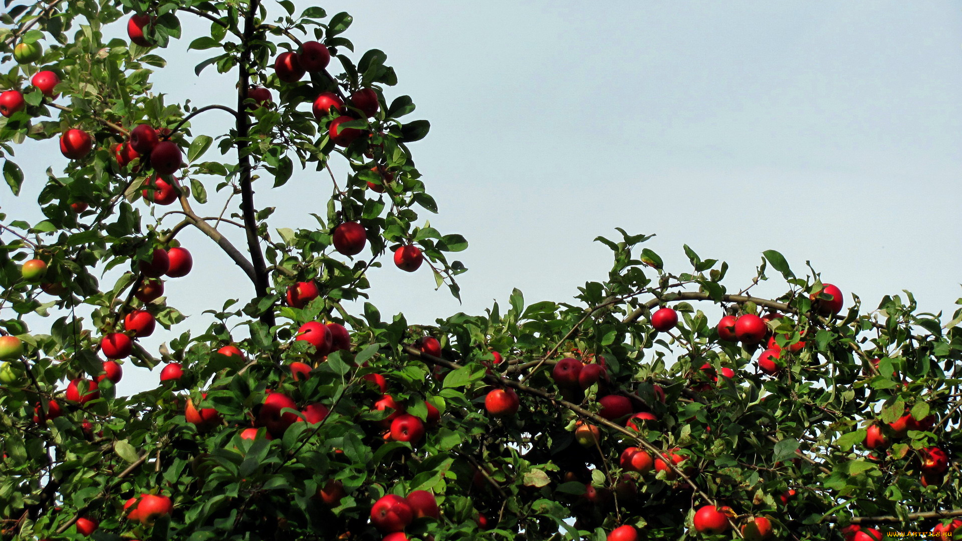 природа, плоды, яблоки