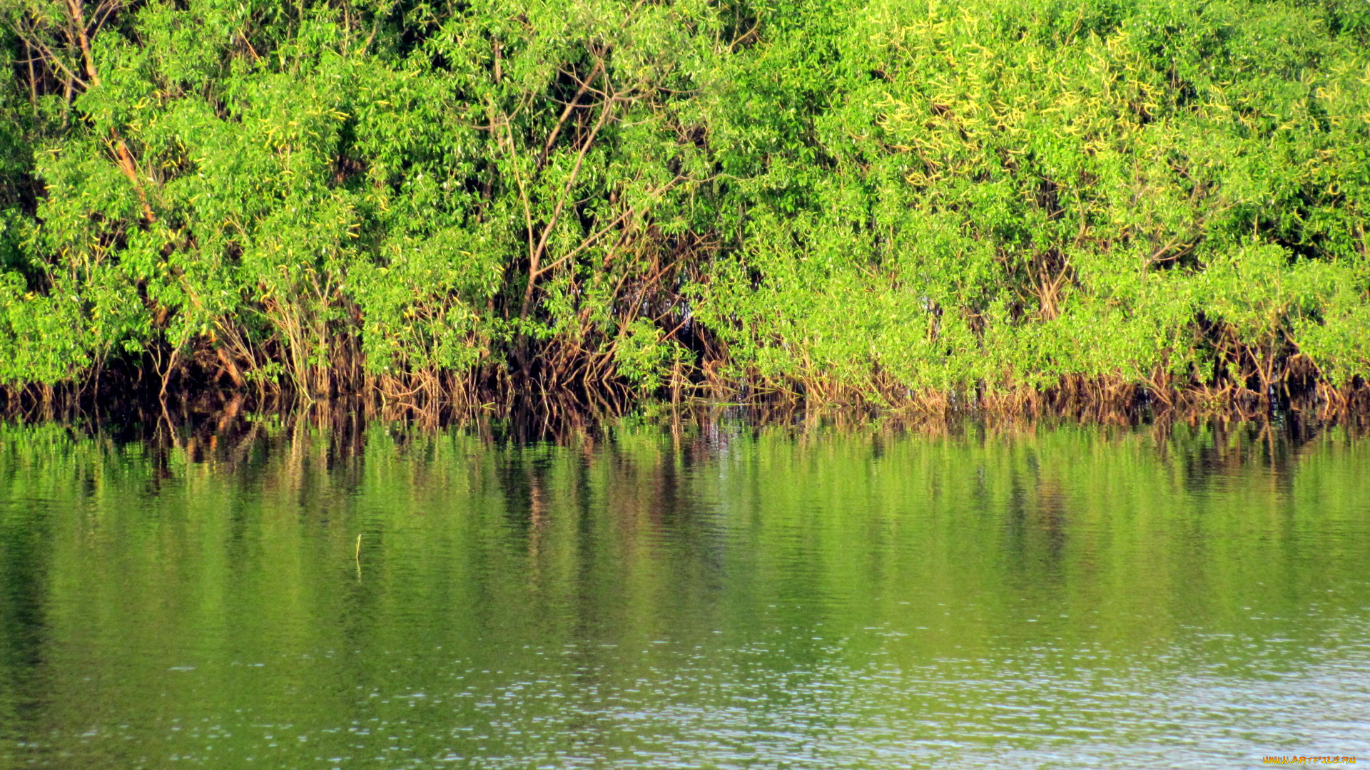 природа, реки, озера, кусты