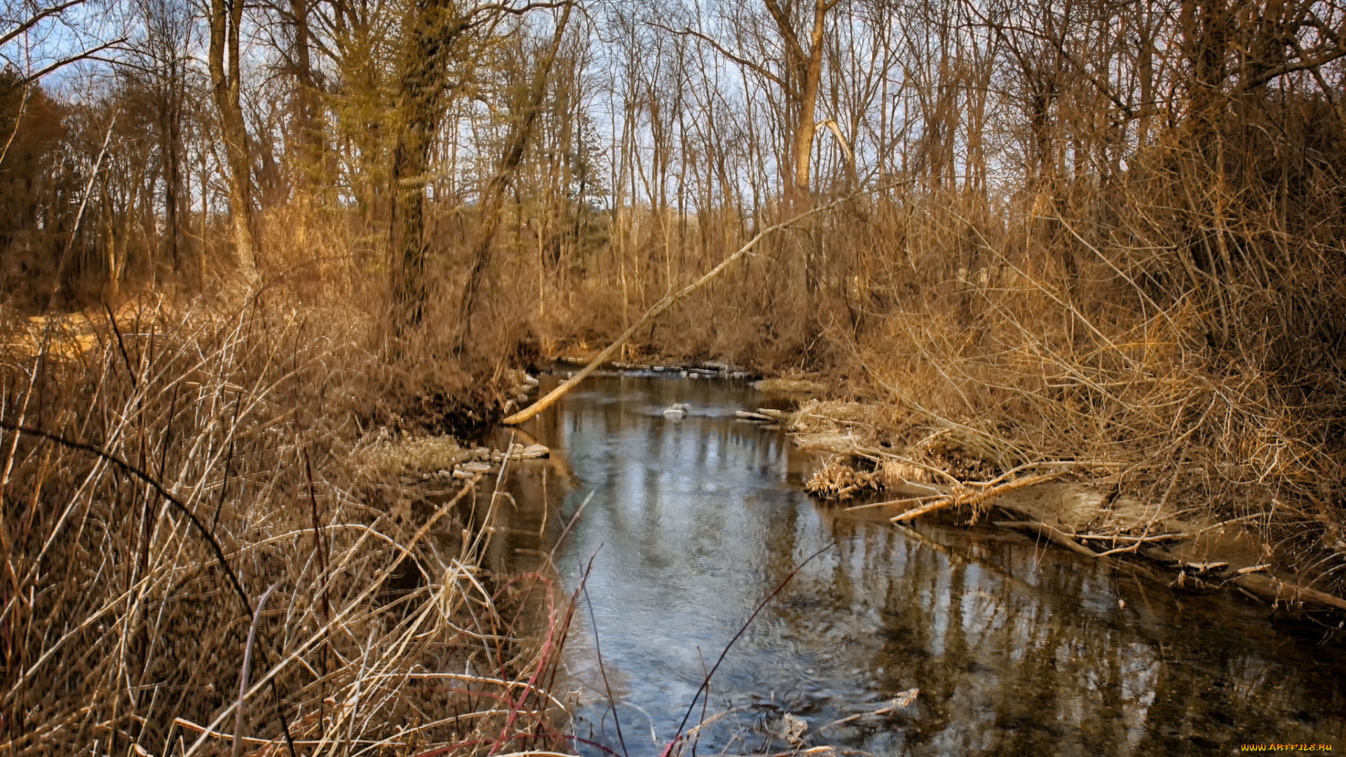 природа, реки, озера, лес, река