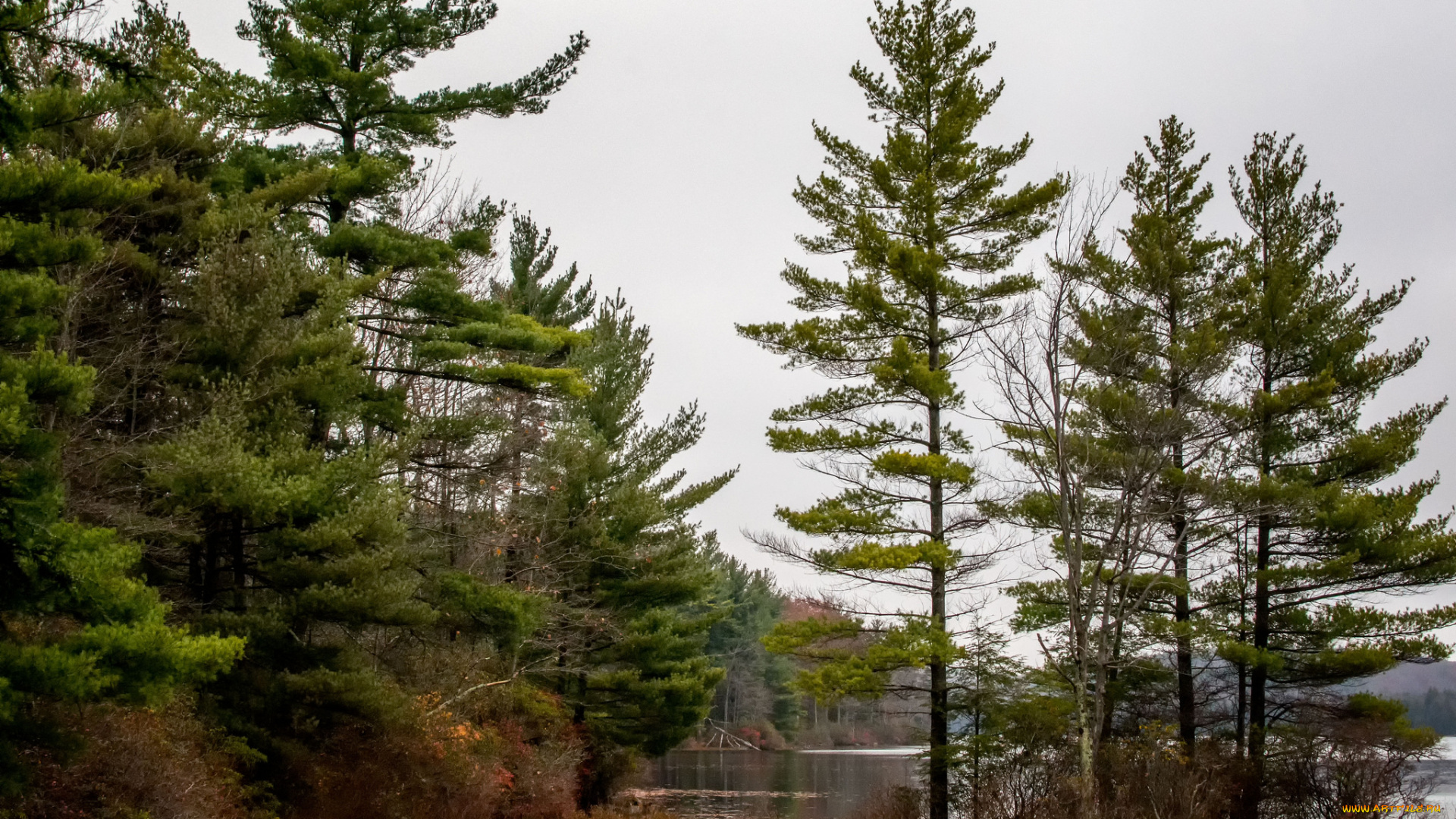 природа, реки, озера, река, лес