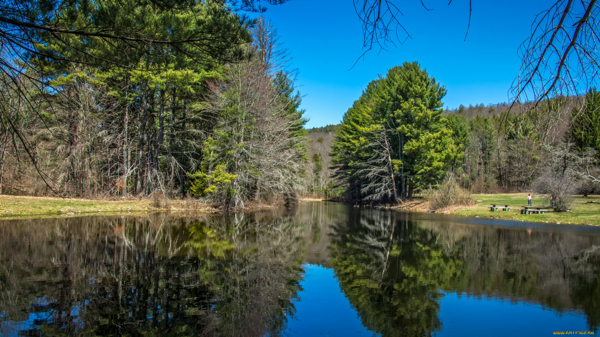 природа, реки, озера, река, лес