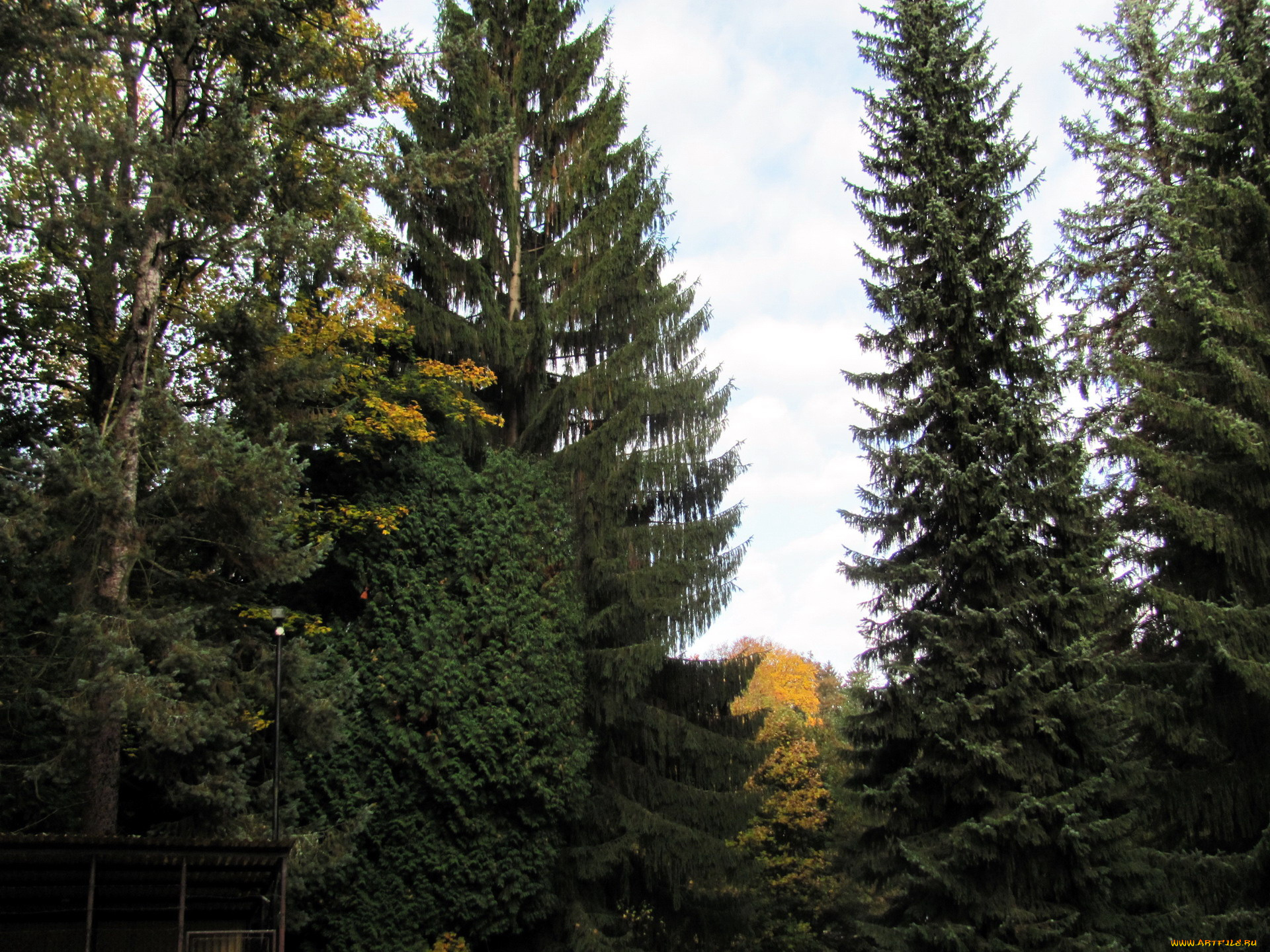 природа, лес, ели