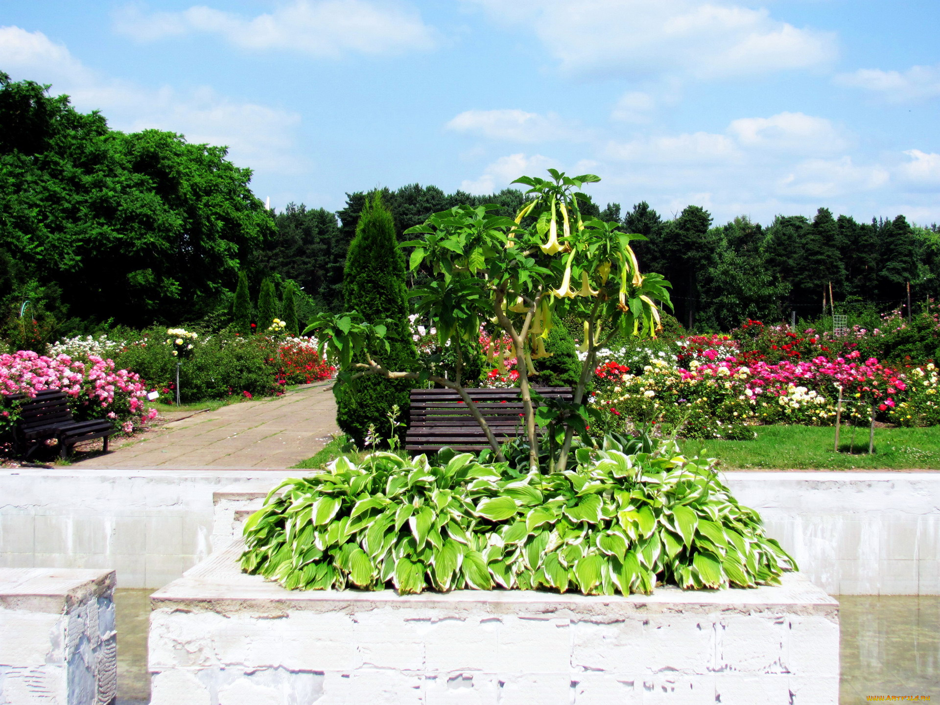 природа, парк, розарий, клумбы