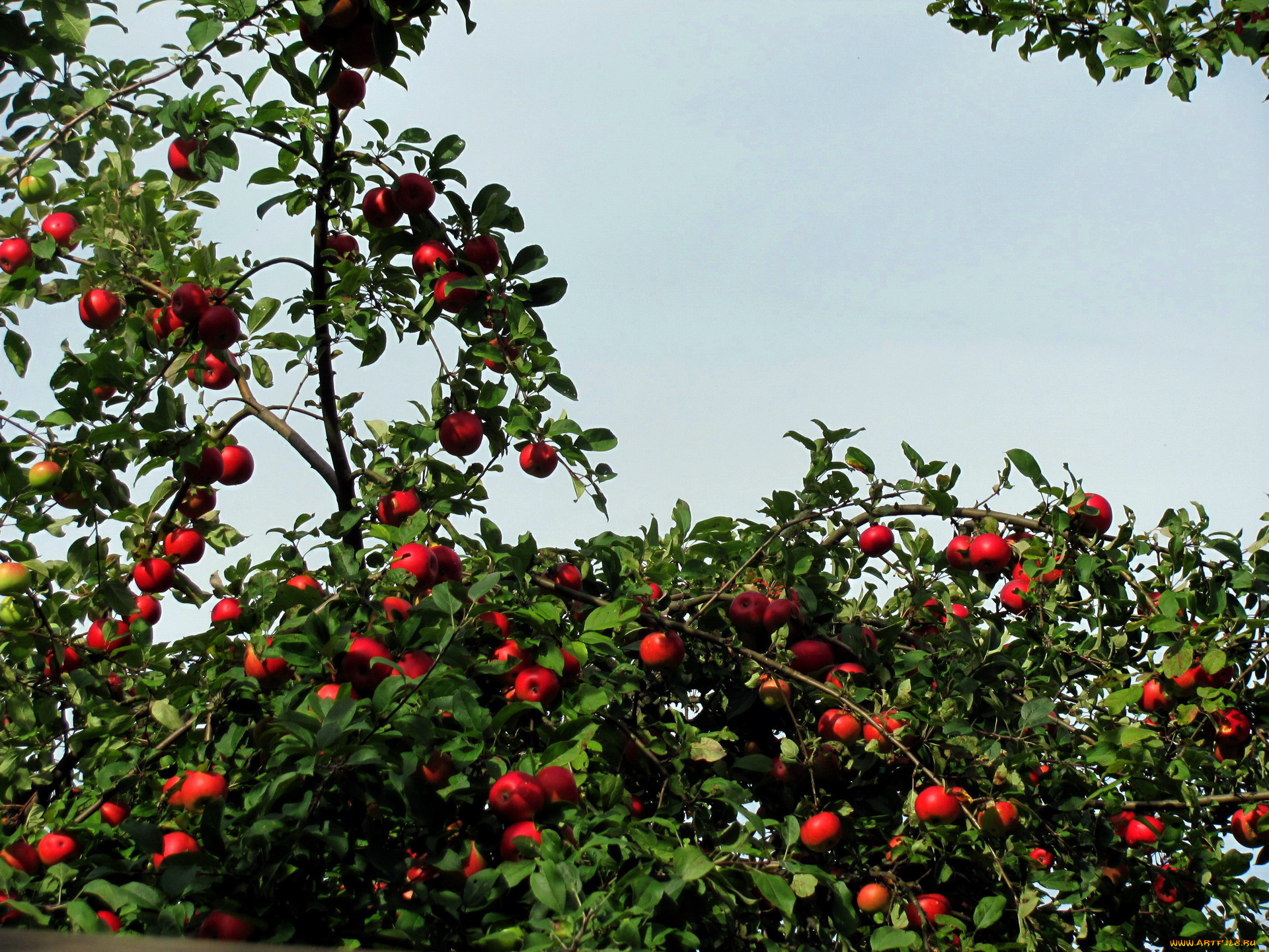 природа, плоды, яблоки