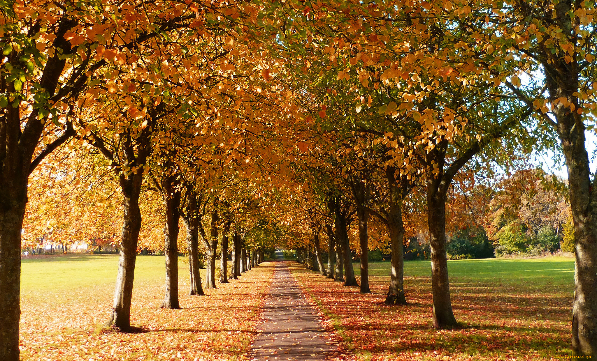 природа, дороги, аллея