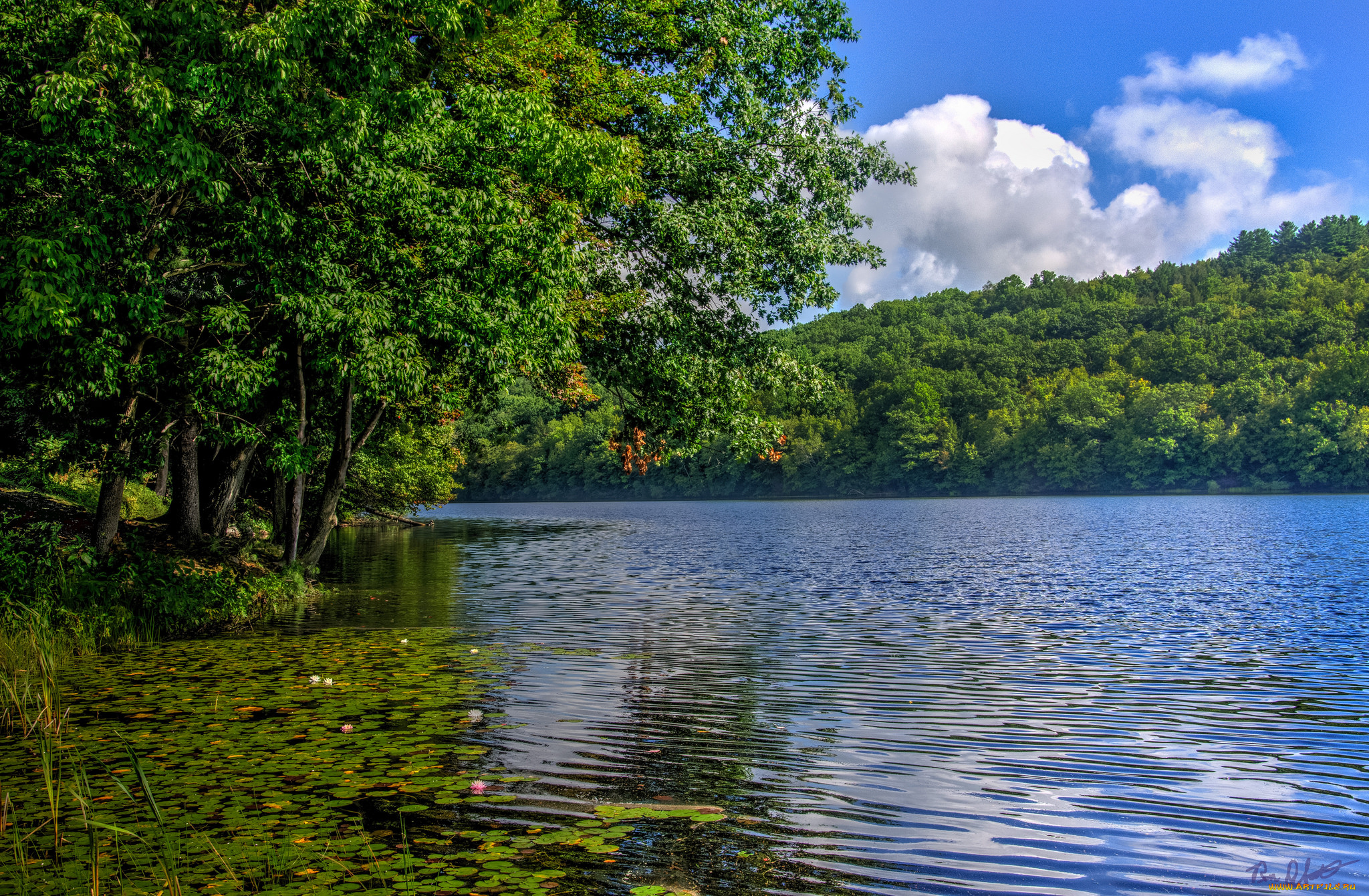 природа, реки, озера, река, лес