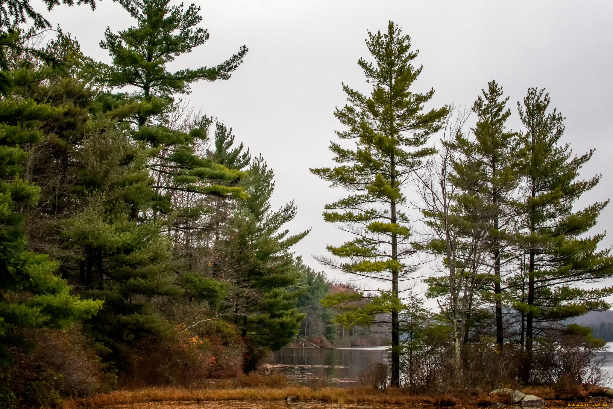 природа, реки, озера, река, лес