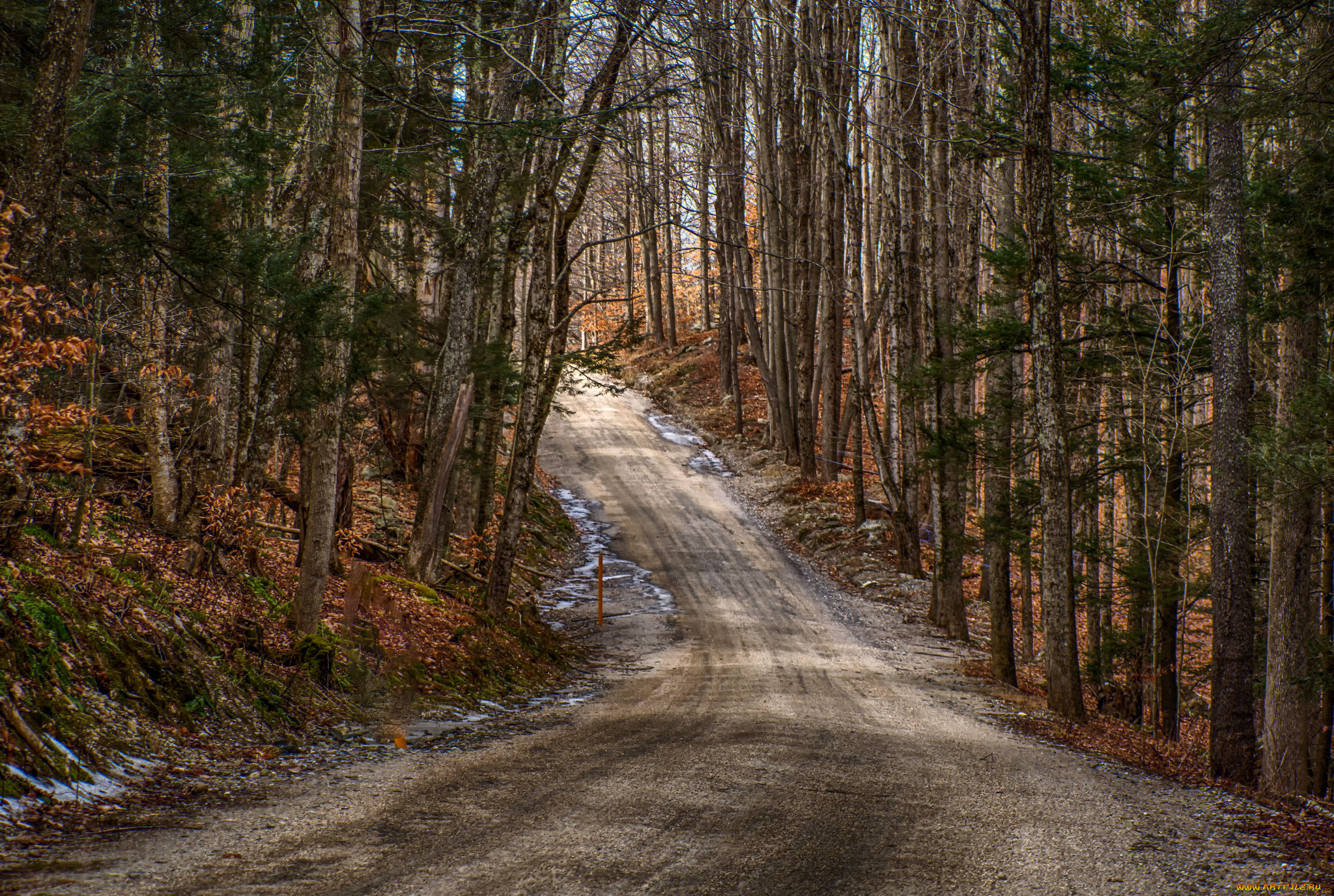 природа, дороги, шоссе, лес