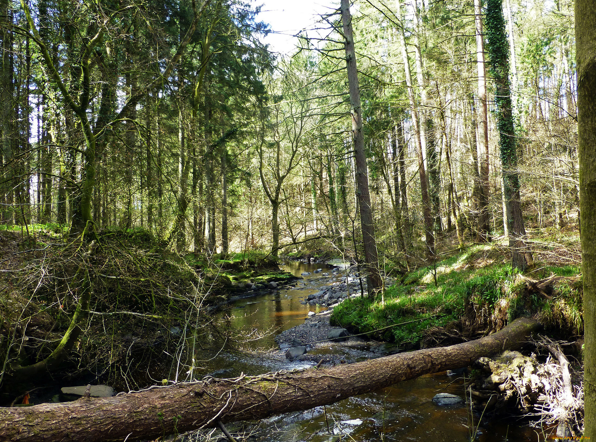 природа, реки, озера, река, лес