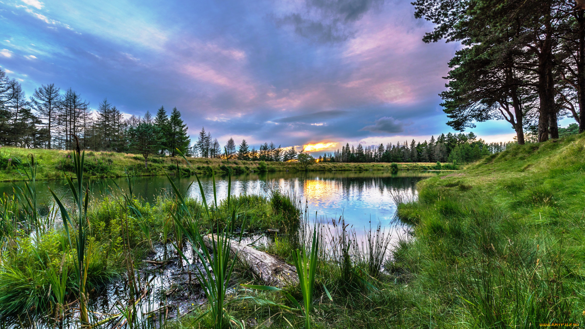 природа, реки, озера, река, лес