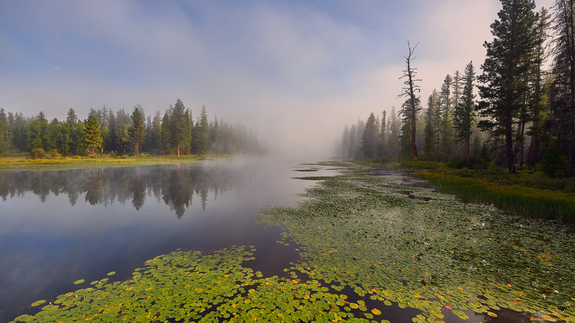 природа, реки, озера, река, лес