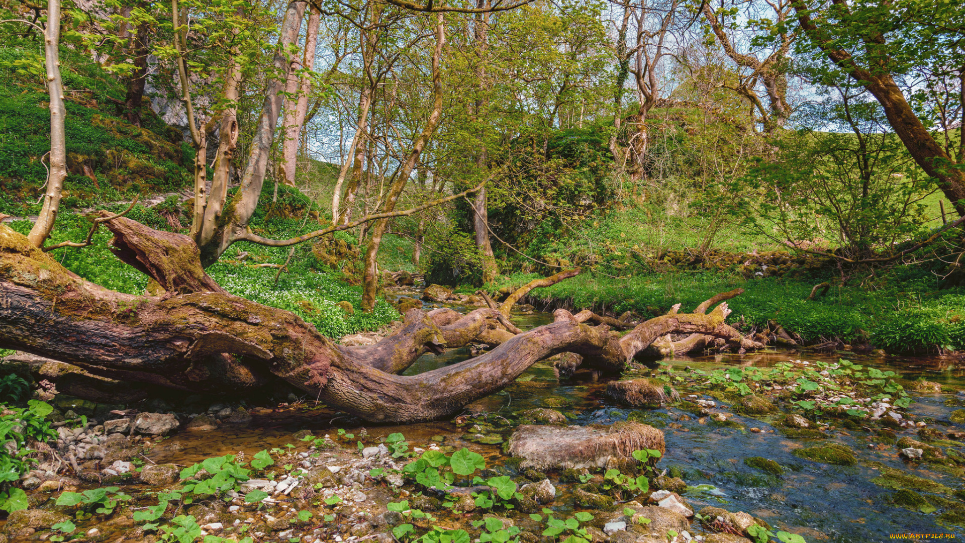 природа, реки, озера, река, лес