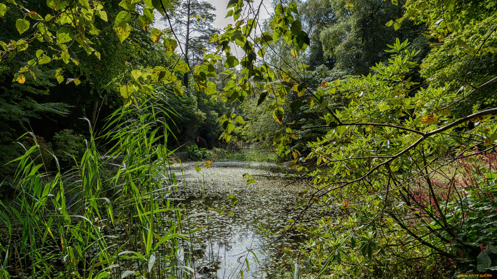 природа, реки, озера, река, лес