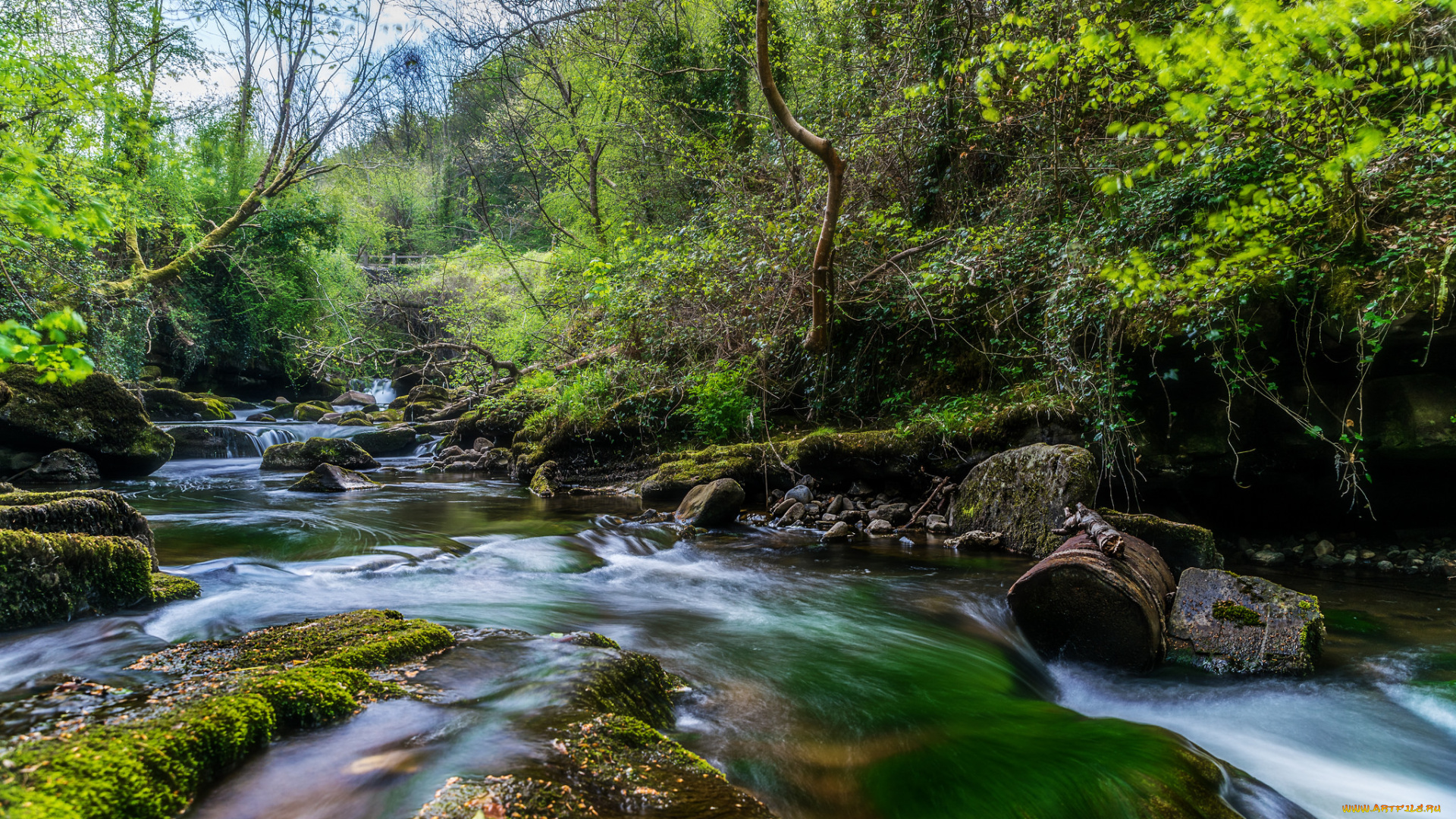 природа, реки, озера, река, лес