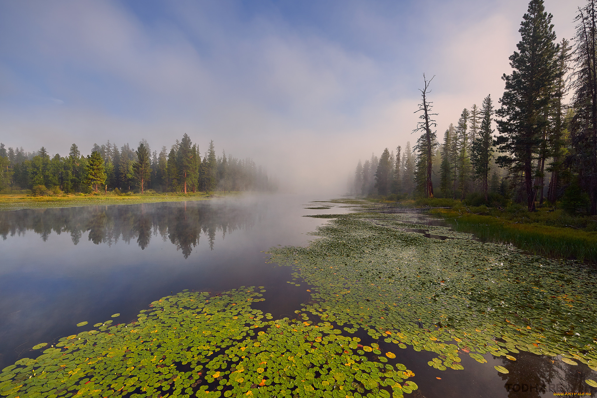 природа, реки, озера, река, лес