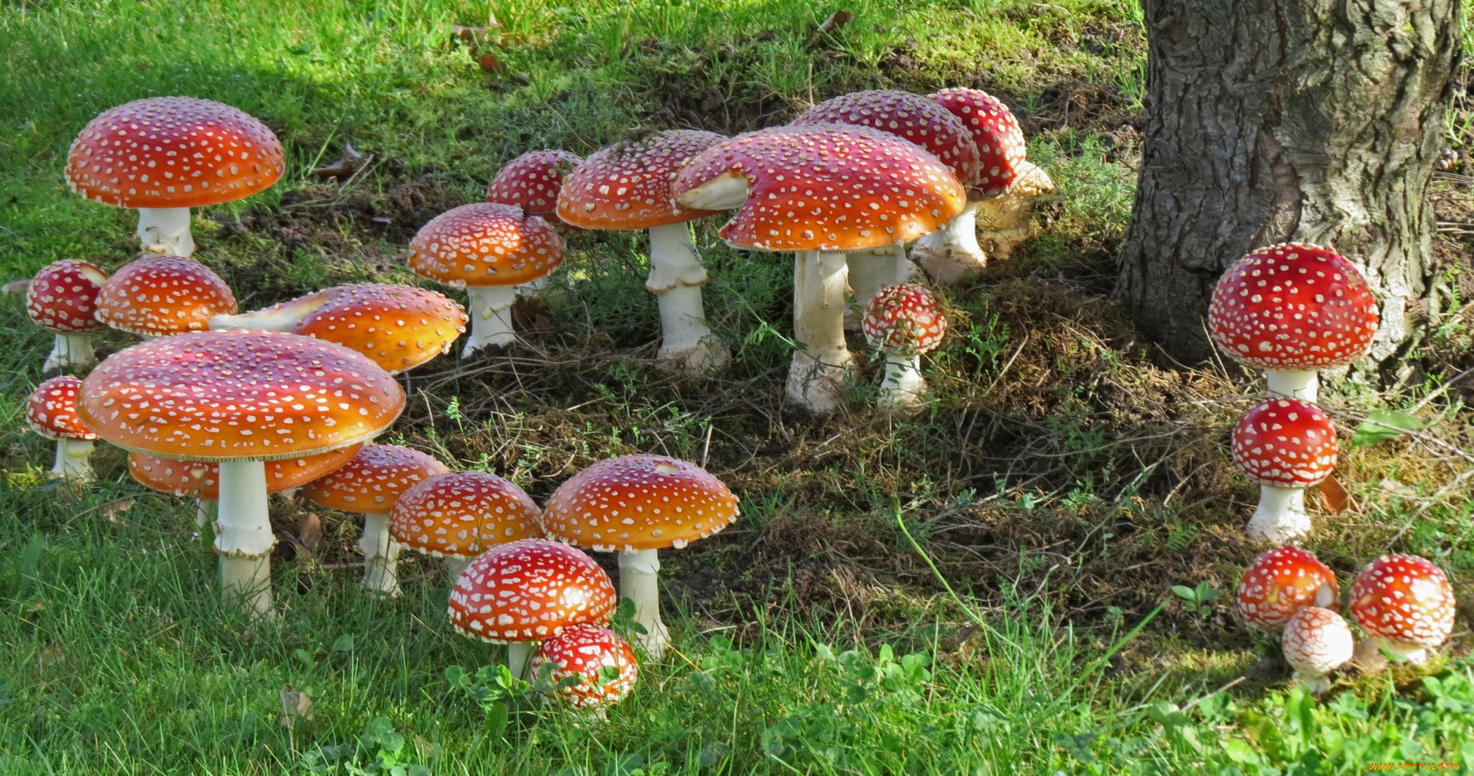 природа, грибы, , мухомор, грибочки