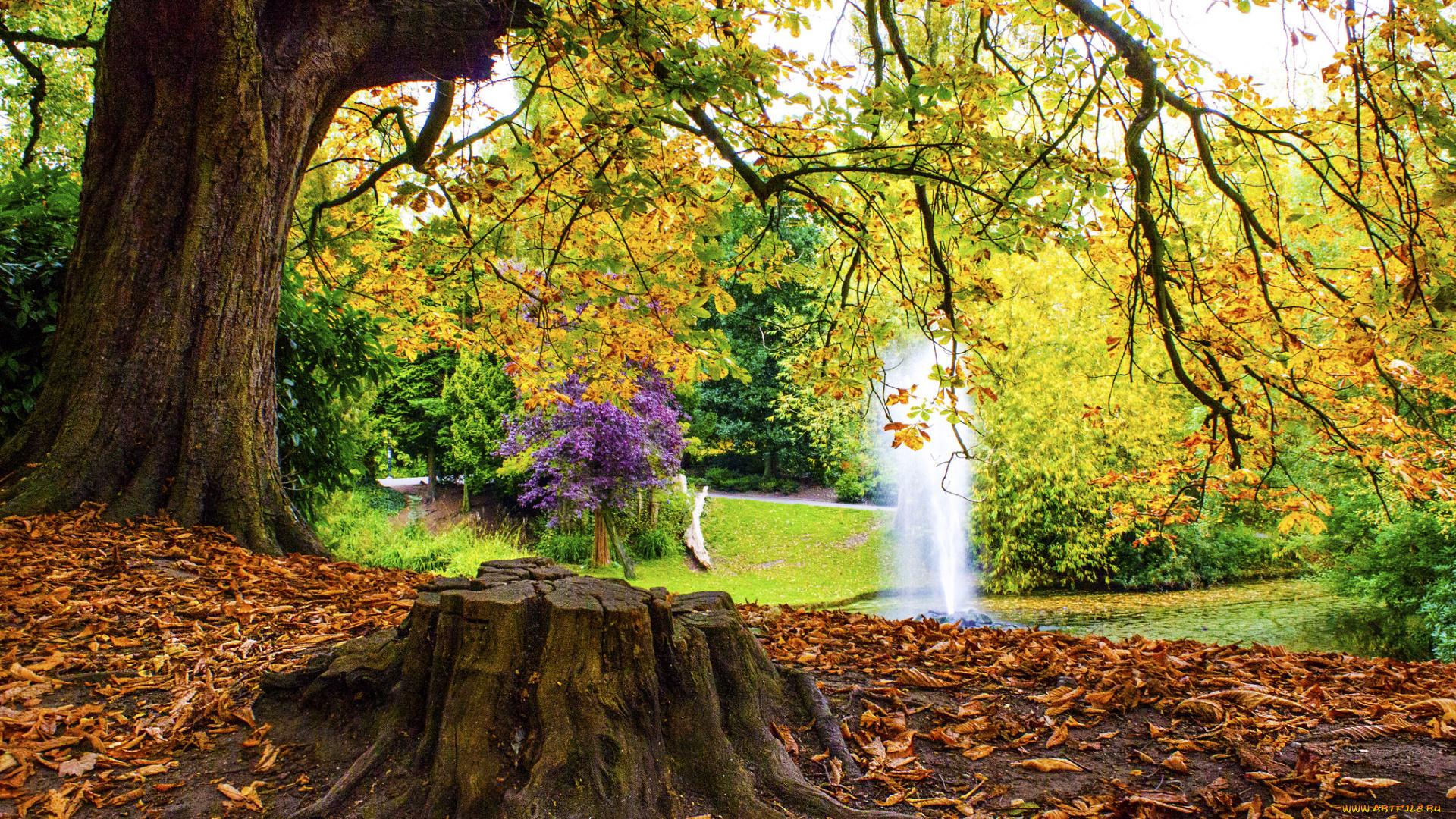 природа, лес, простор