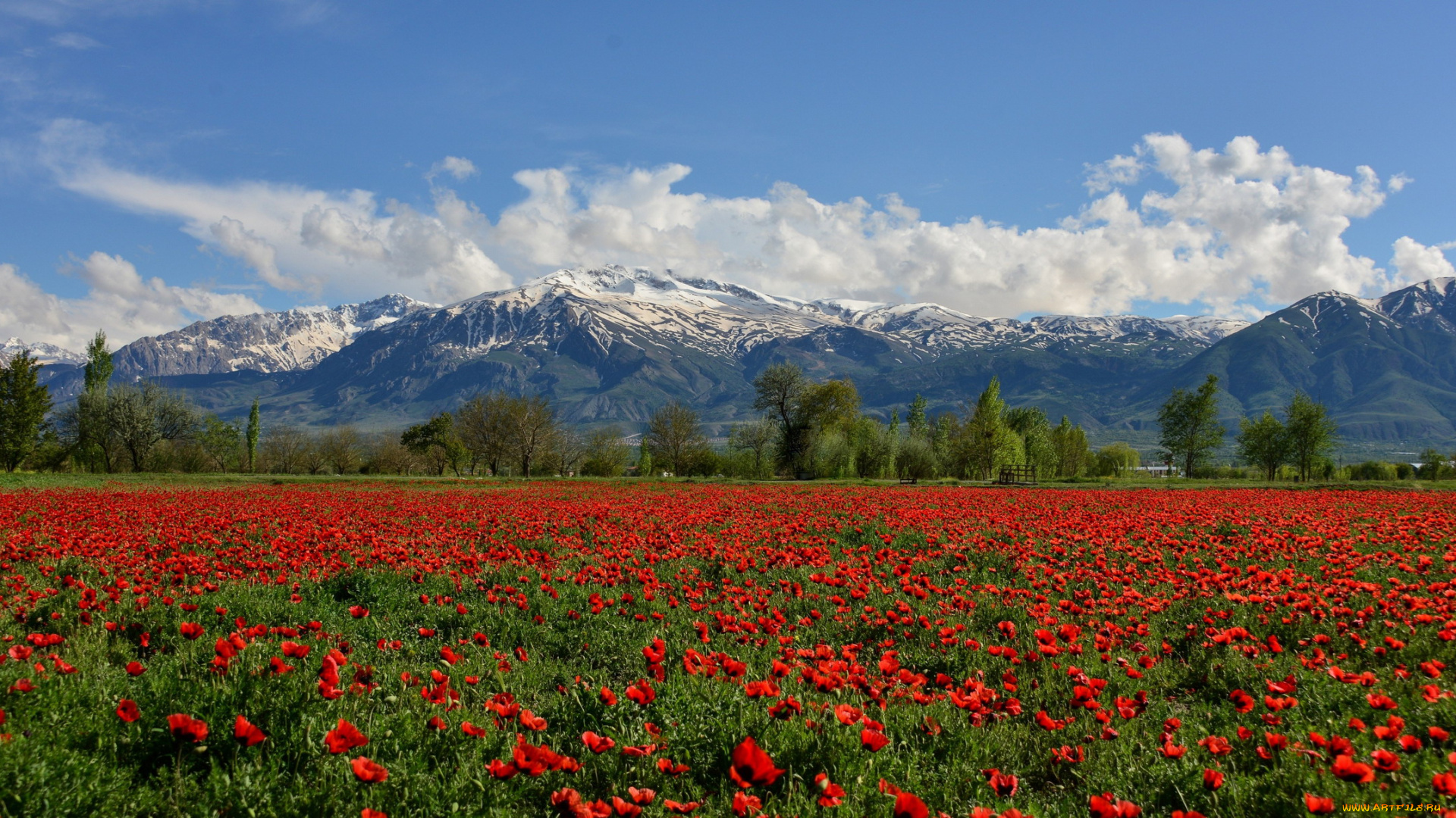природа, луга, горы, луг, маки