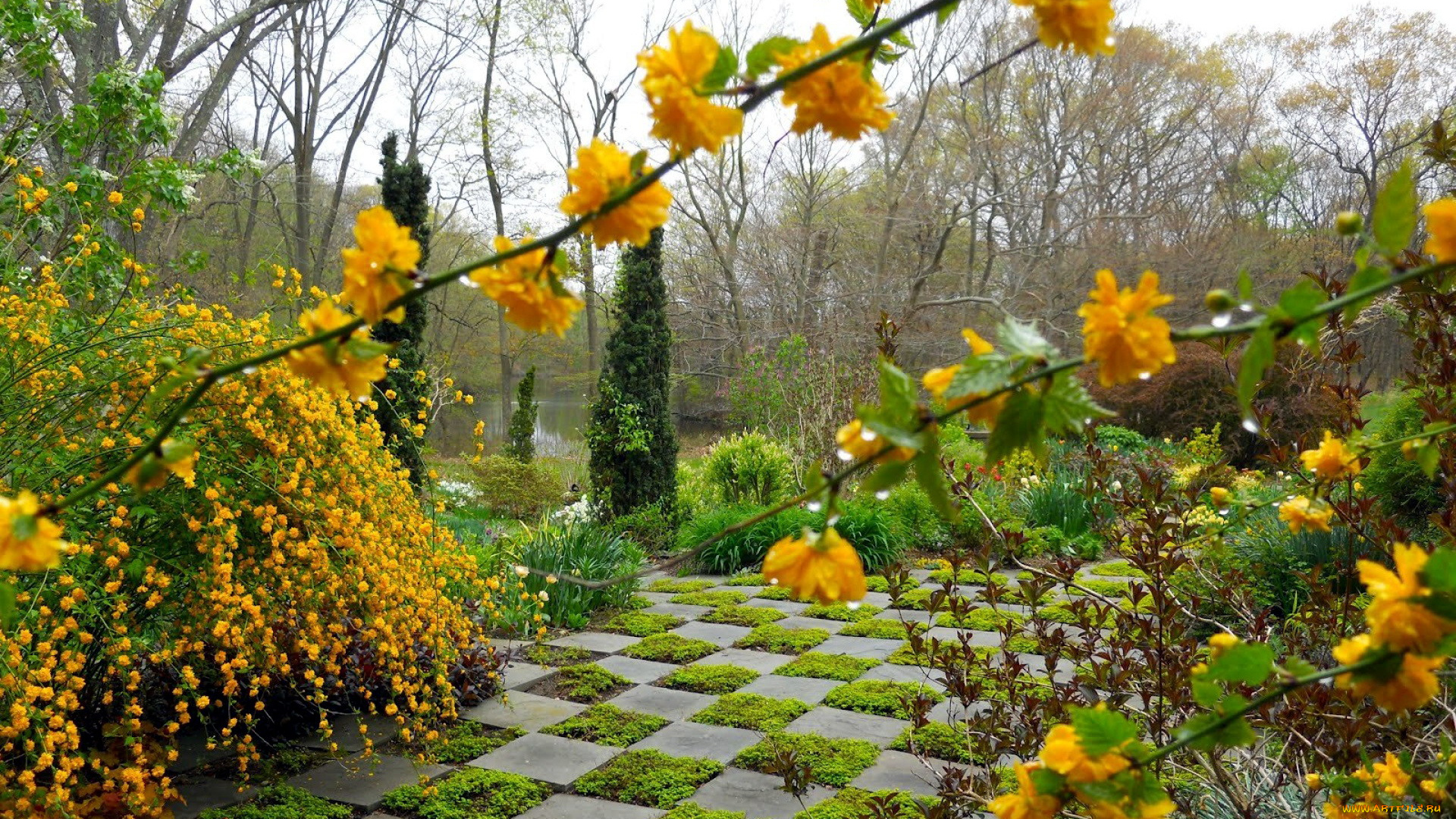 природа, парк, цветы, весна